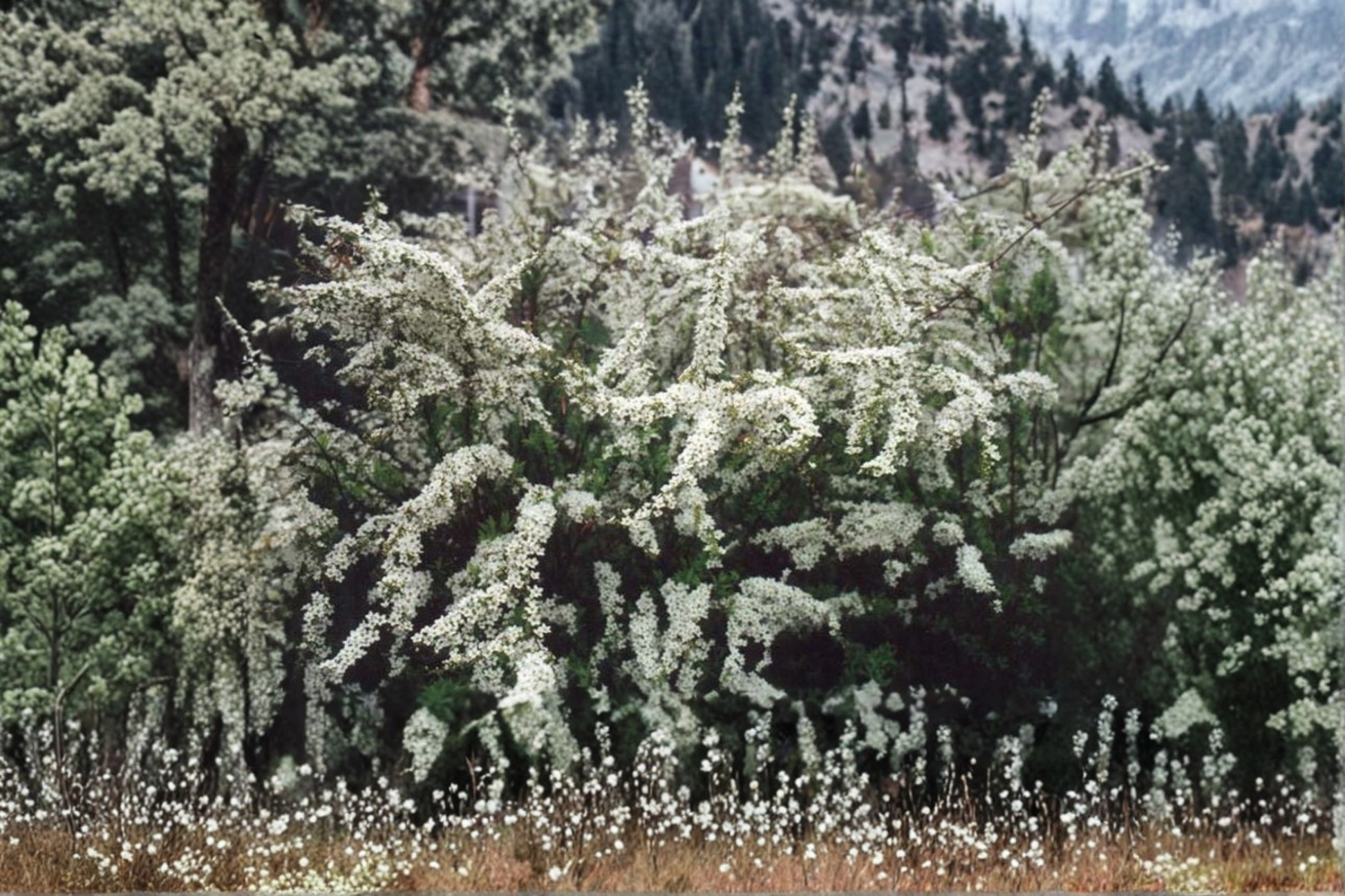 Snowmound Spirea Live Plant 4 Inch Pot – Spiraea nipponica White Spring Flowering Shrub for Borders & Landscape