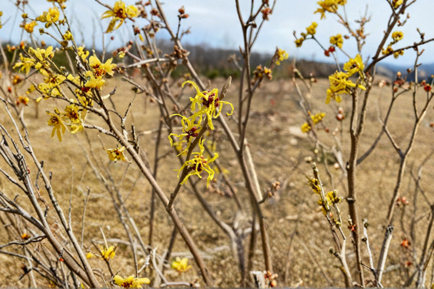 Early Bird Witch Hazel Live Plant – 15 Inch Grafted Deciduous Shrub with Yellow Winter Blooms, Hamamelis x intermedia