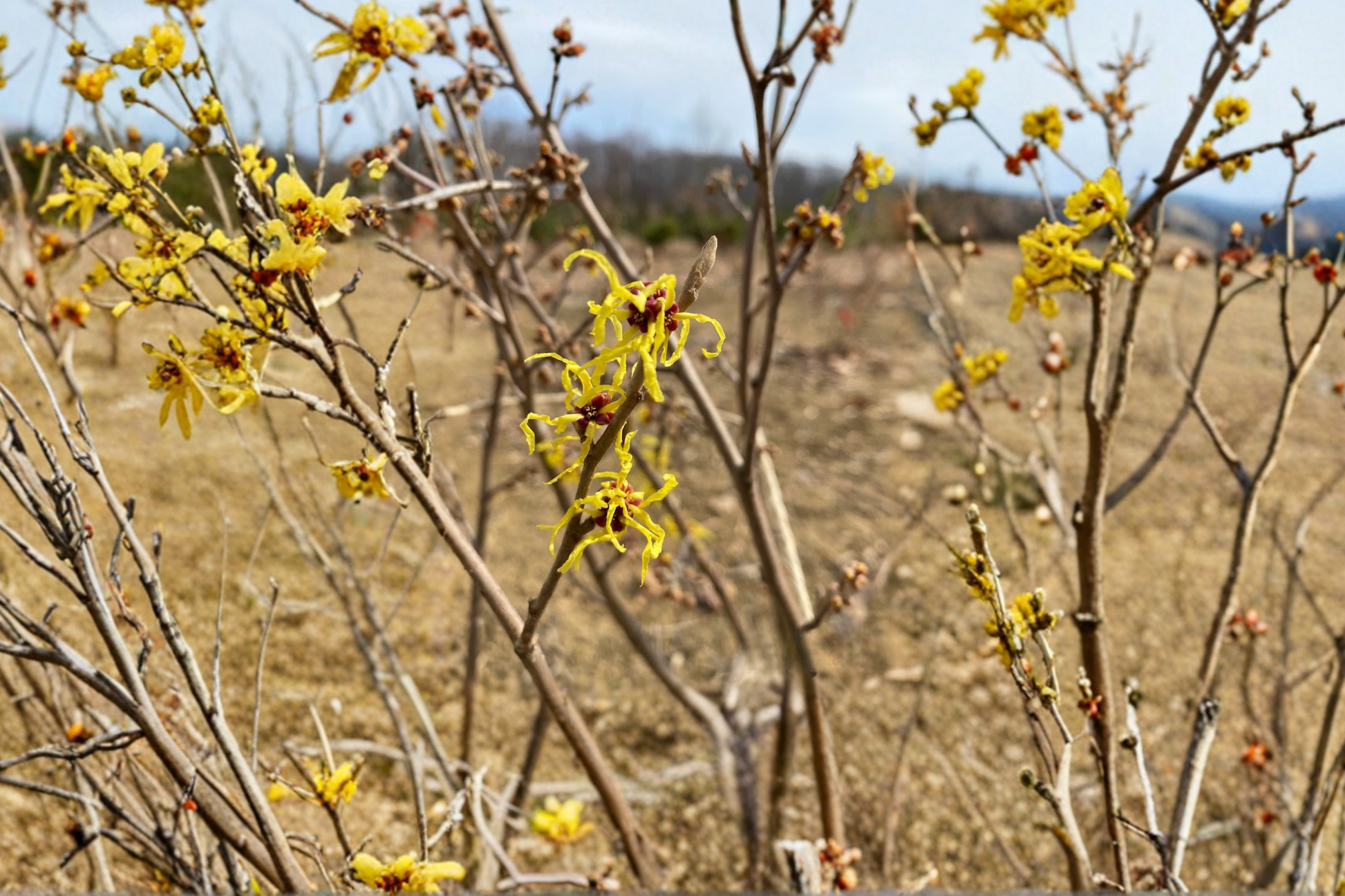 Early Bird Witch Hazel Live Plant – 15 Inch Grafted Deciduous Shrub with Yellow Winter Blooms, Hamamelis x intermedia