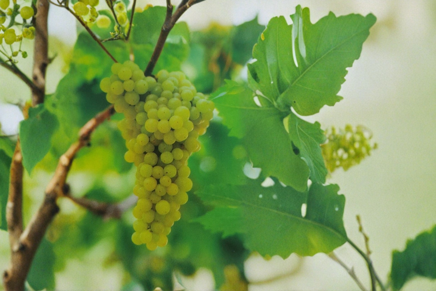 Chardonnay Grape Vine Live Plant 4–6 Ft Vitis vinifera White Wine Grape for Backyard Vineyard & Garden