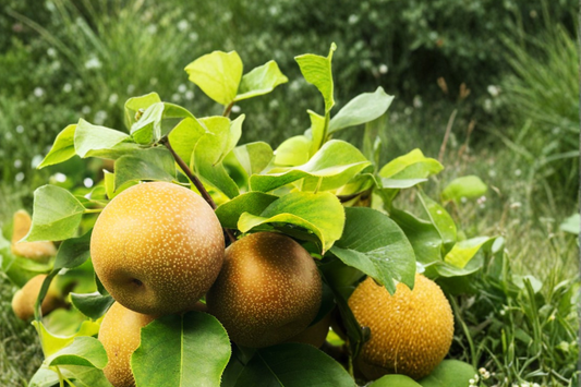 Chojuro Asian Pear Tree Live Plant 4–6 Ft Fruit Tree for Home Garden, Backyard Orchard, Pyrus pyrifolia