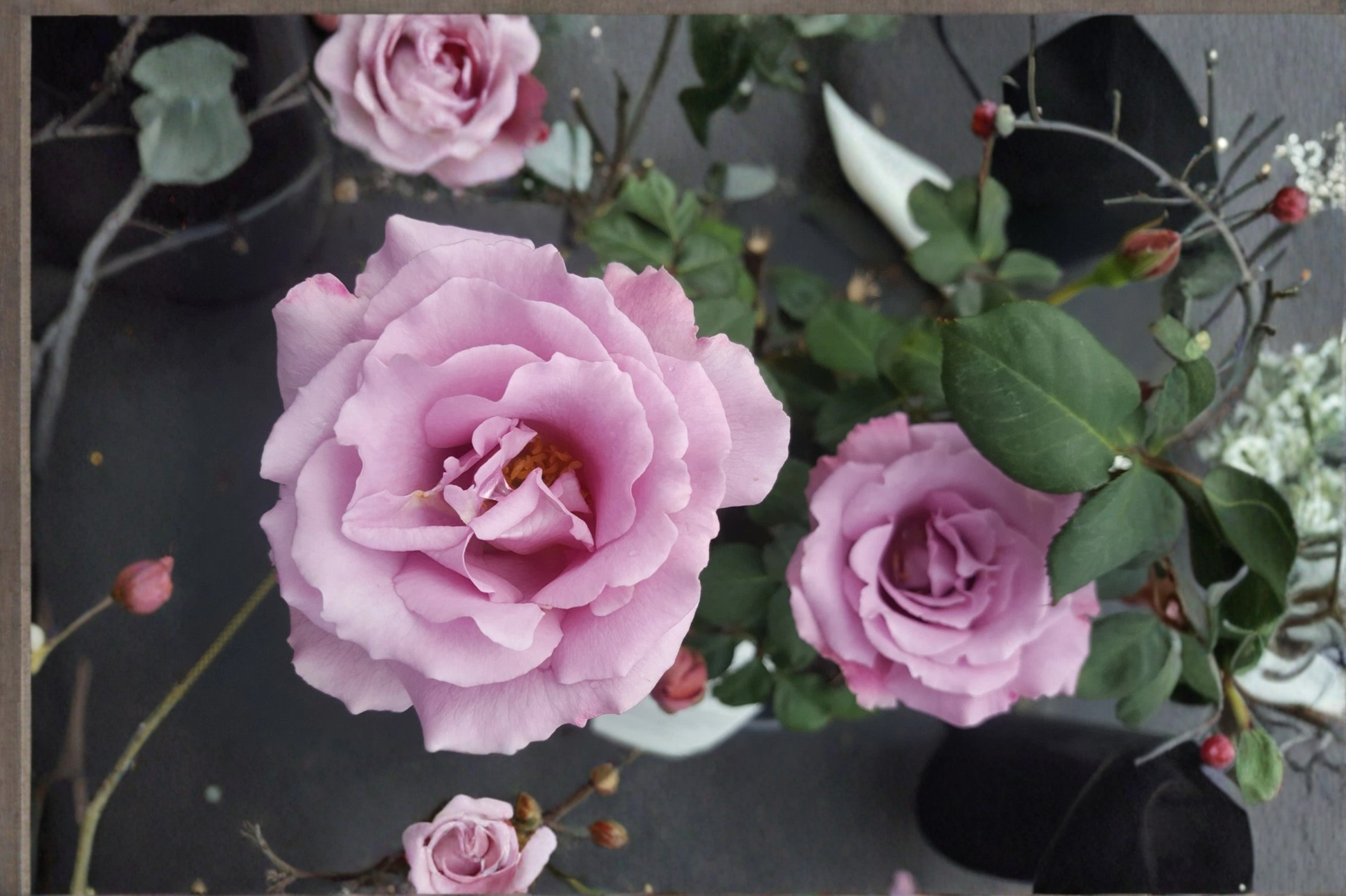 Angel Face Rose Live Plant – 1-Gallon Mauve Lavender Floribunda Rose Bush for Garden, Outdoor Flowering Shrub Rosa