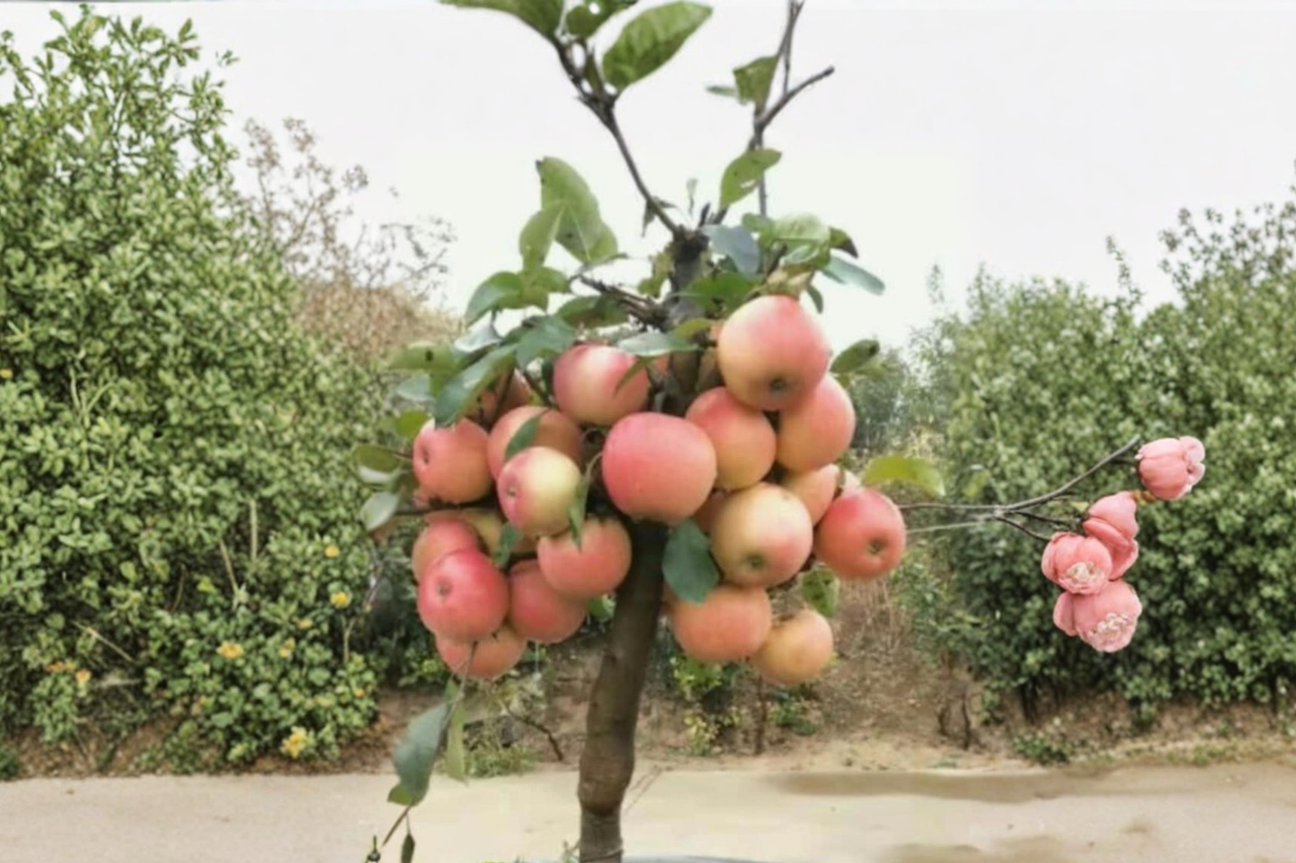 Dwarf Gala Apple Tree Seeds, Compact Malus domestica, Home Garden Fruit Tree, 10 Seeds for Container & Outdoor Growing