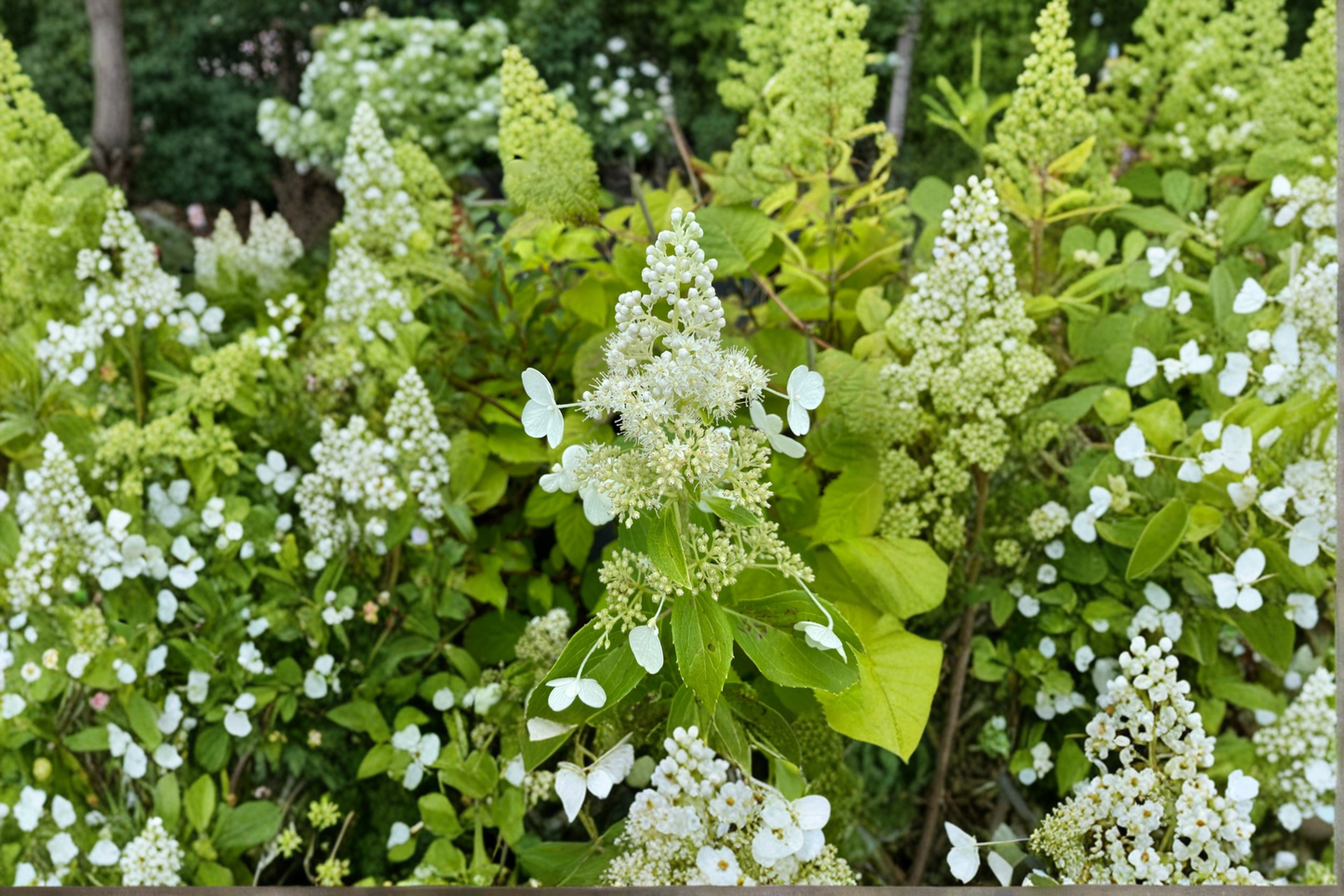 Hydrangea paniculata Kyushu Live Plant 1 Gallon White Flowering Shrub for Garden Landscape