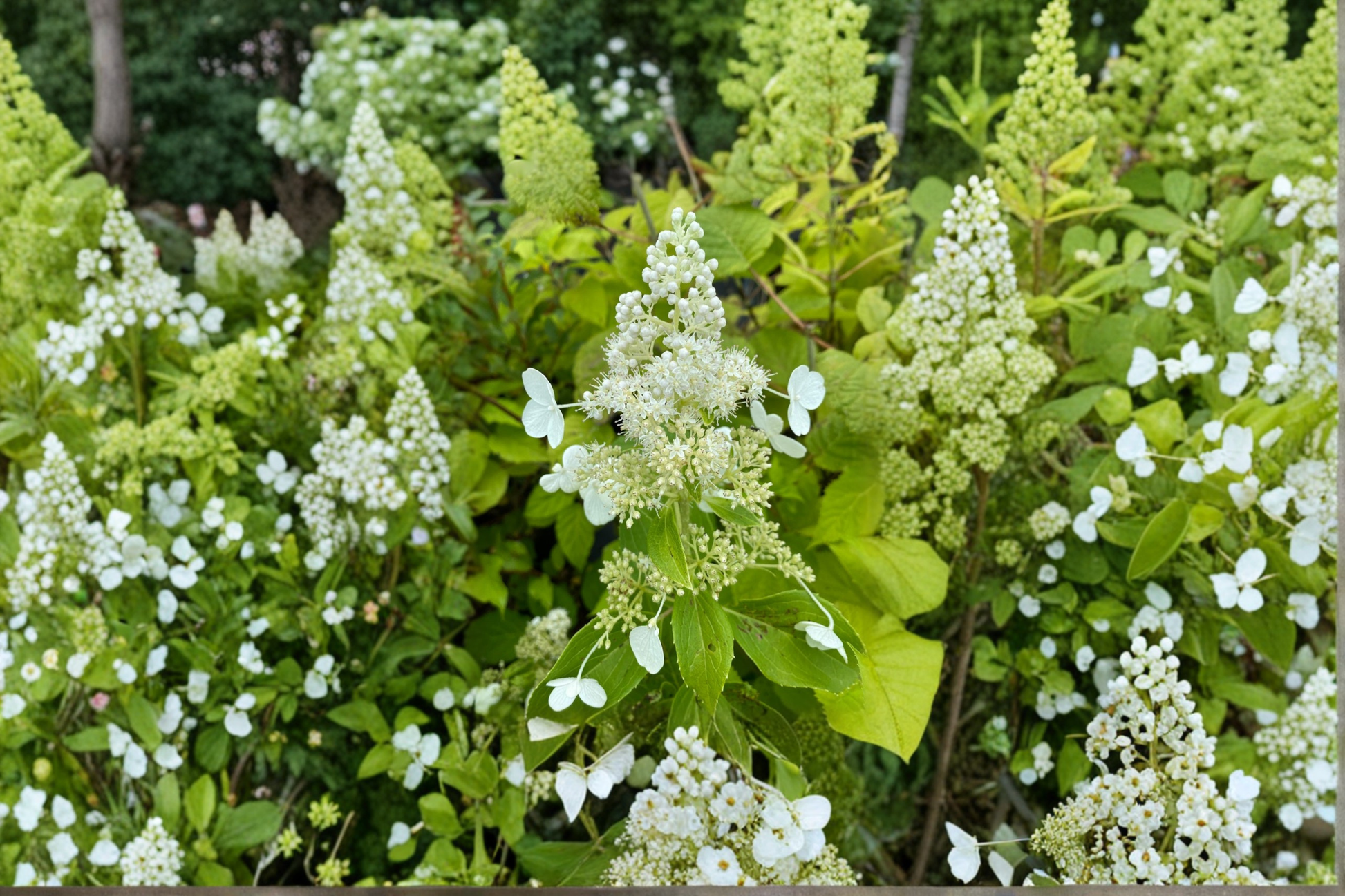 Hydrangea paniculata Kyushu Live Plant 1 Gallon White Flowering Shrub for Garden Landscape