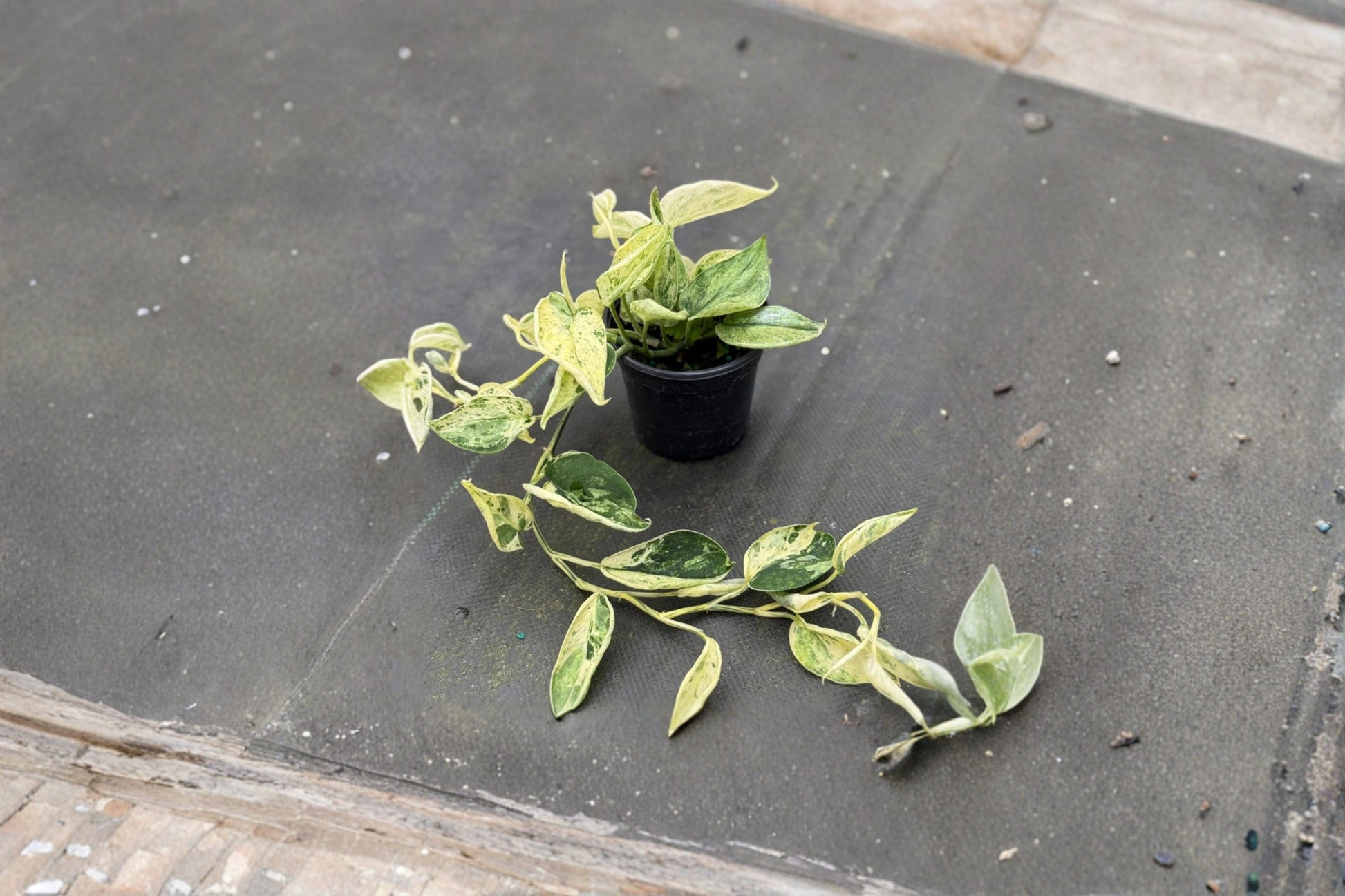 Scindapsus Marble Queen Live Plant | 4 Inch Rooted Satin Pothos Indoor Houseplant | Silver Variegated Foliage