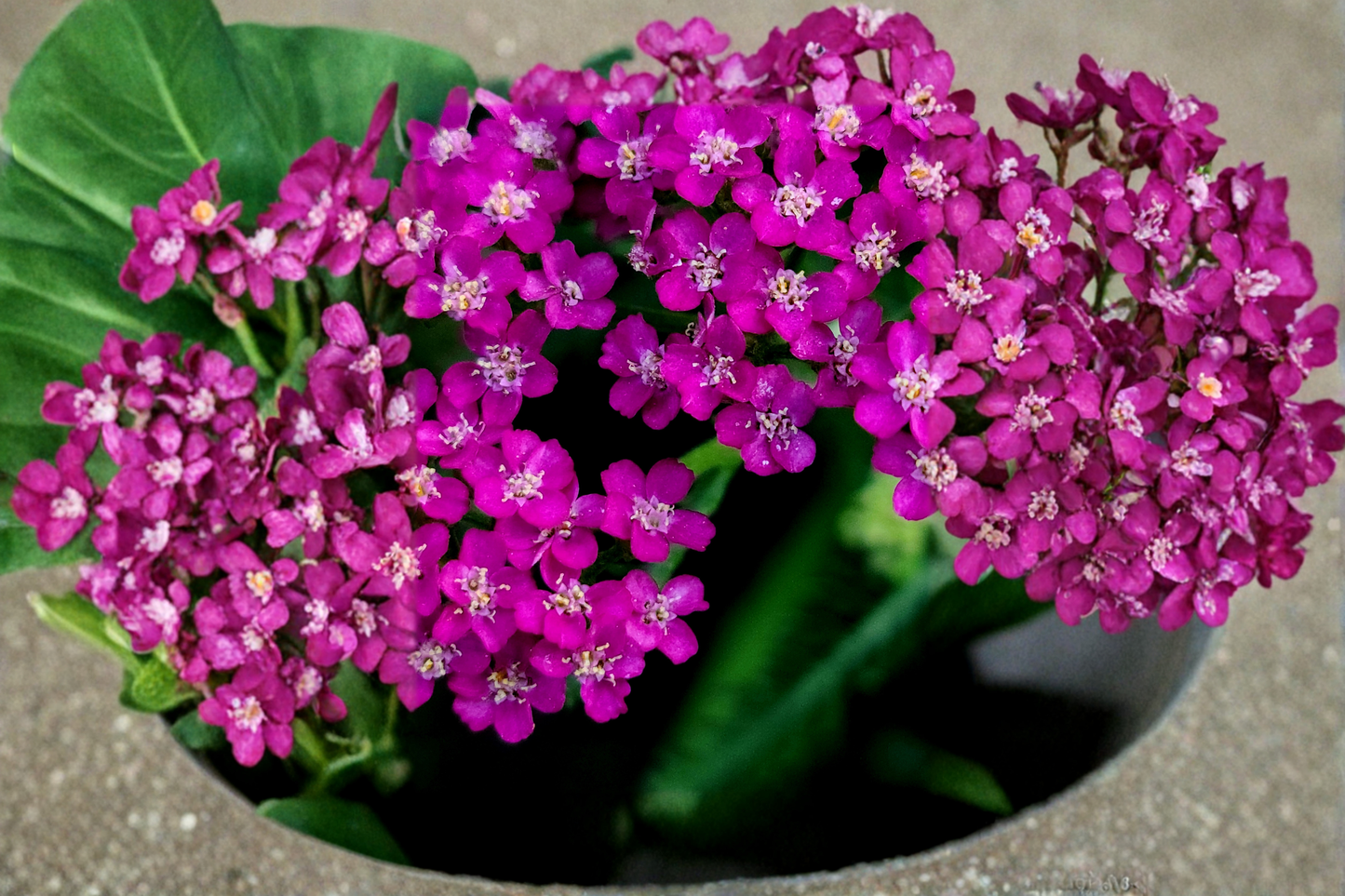 Achillea 'New Vintage Violet' Live Plants – 3 Rooted Perennial Starters in 1 Qt Pots, Violet Purple Flowers, Herbaceous Garden Plants