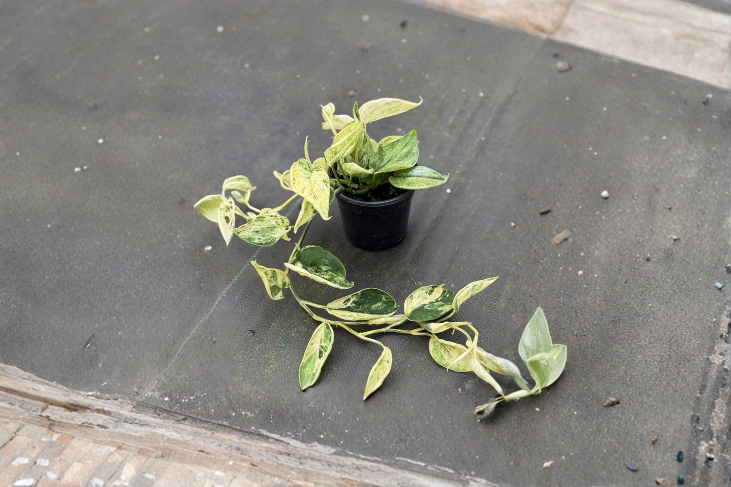 Scindapsus Marble Queen Live Plant 4 Inch Rooted Satin Pothos Indoor Houseplant Variegated Foliage