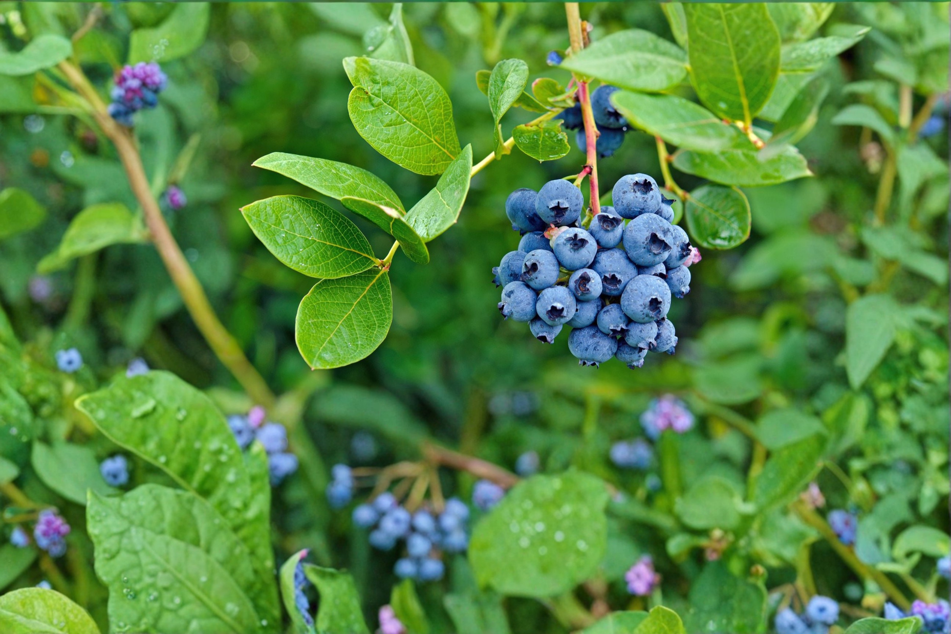 Blueberry Plant Live 1 Gal – Vaccinium spp. Sweet Blueberry Bush for Garden, Edible Landscaping, Home Growing
