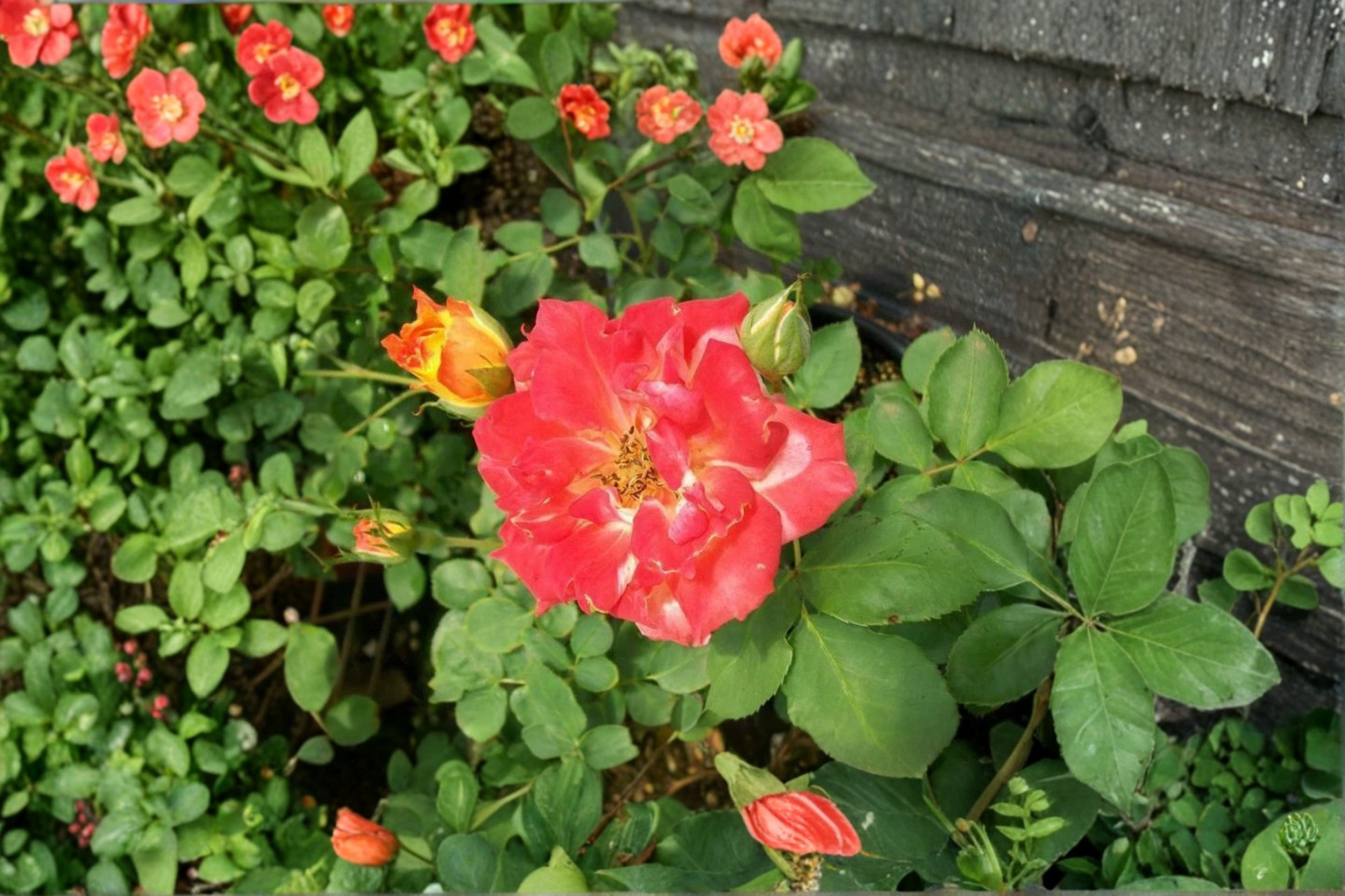 Pinata Rose Live Plant 2-Gallon Yellow Orange Flowering Shrub Rosa Hybrid for Garden Outdoor Landscaping