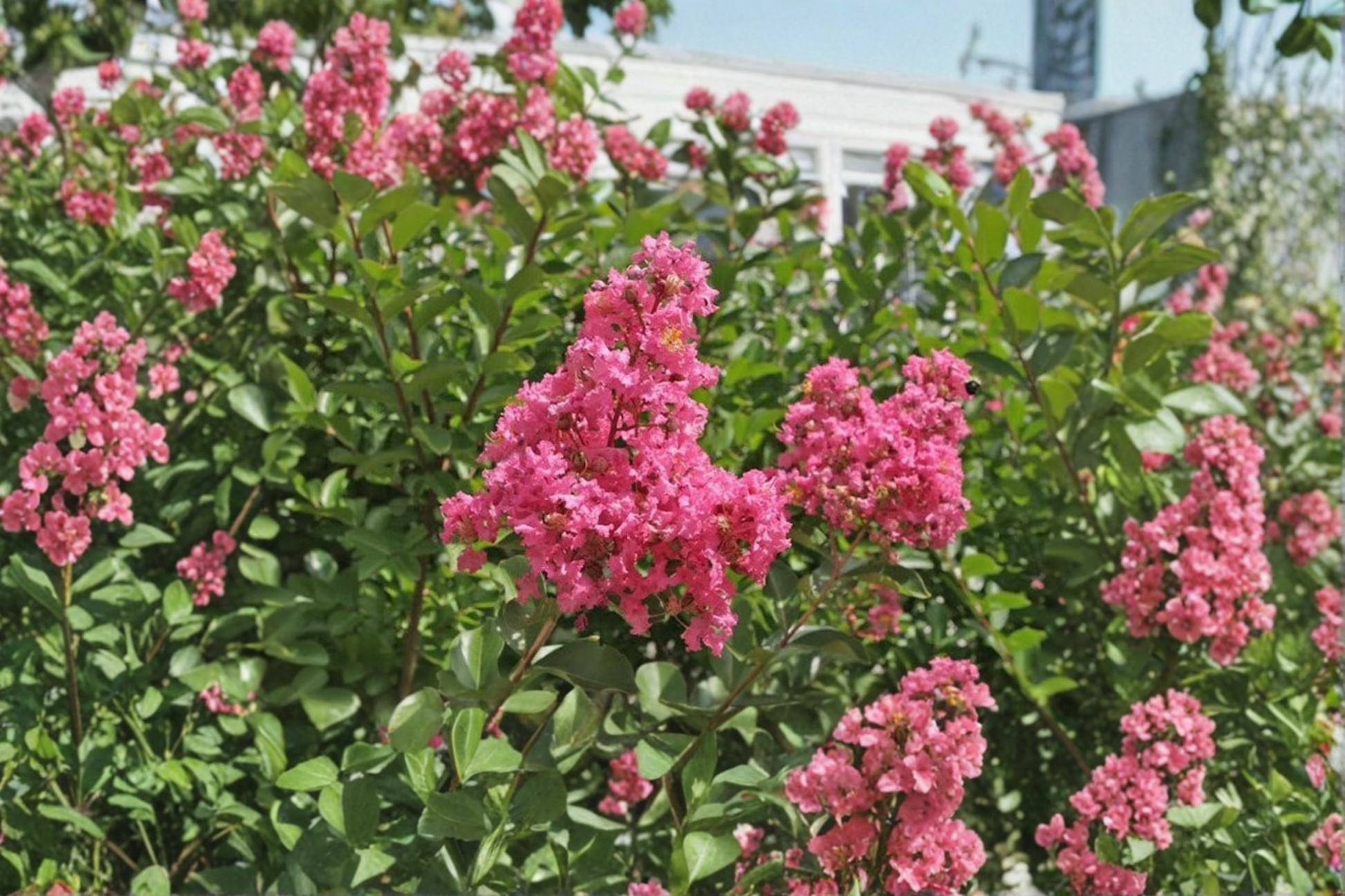 Pink Crape Myrtle ‘Hopi’ Live Plant – 2 Gallon Lagerstroemia indica Flowering Tree for Summer Garden