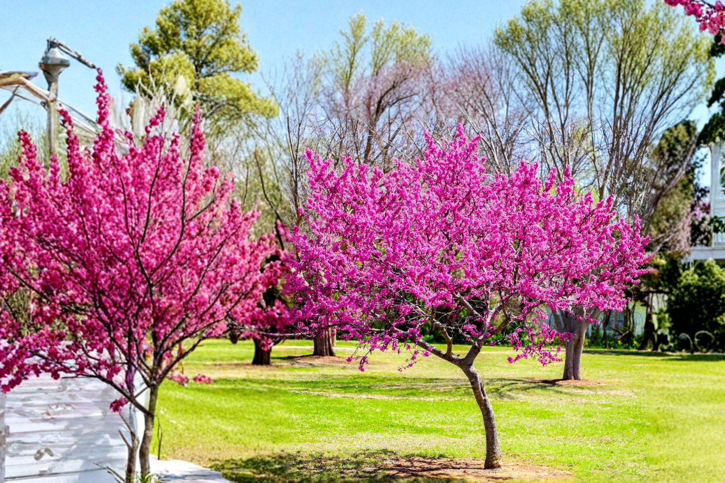 Live Oklahoma Redbud Tree 4-6 ft Pink Spring Blooms Cercis canadensis 'Oklahoma' Ornamental Landscape Tree