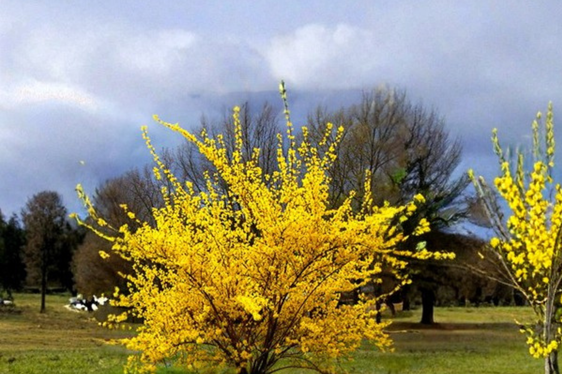 Variegated Forsythia Fiesta Live Plant 4 Inch Pot, Yellow Spring Flowering Shrub, Forsythia intermedia, Garden Border, Ornamental Shrub