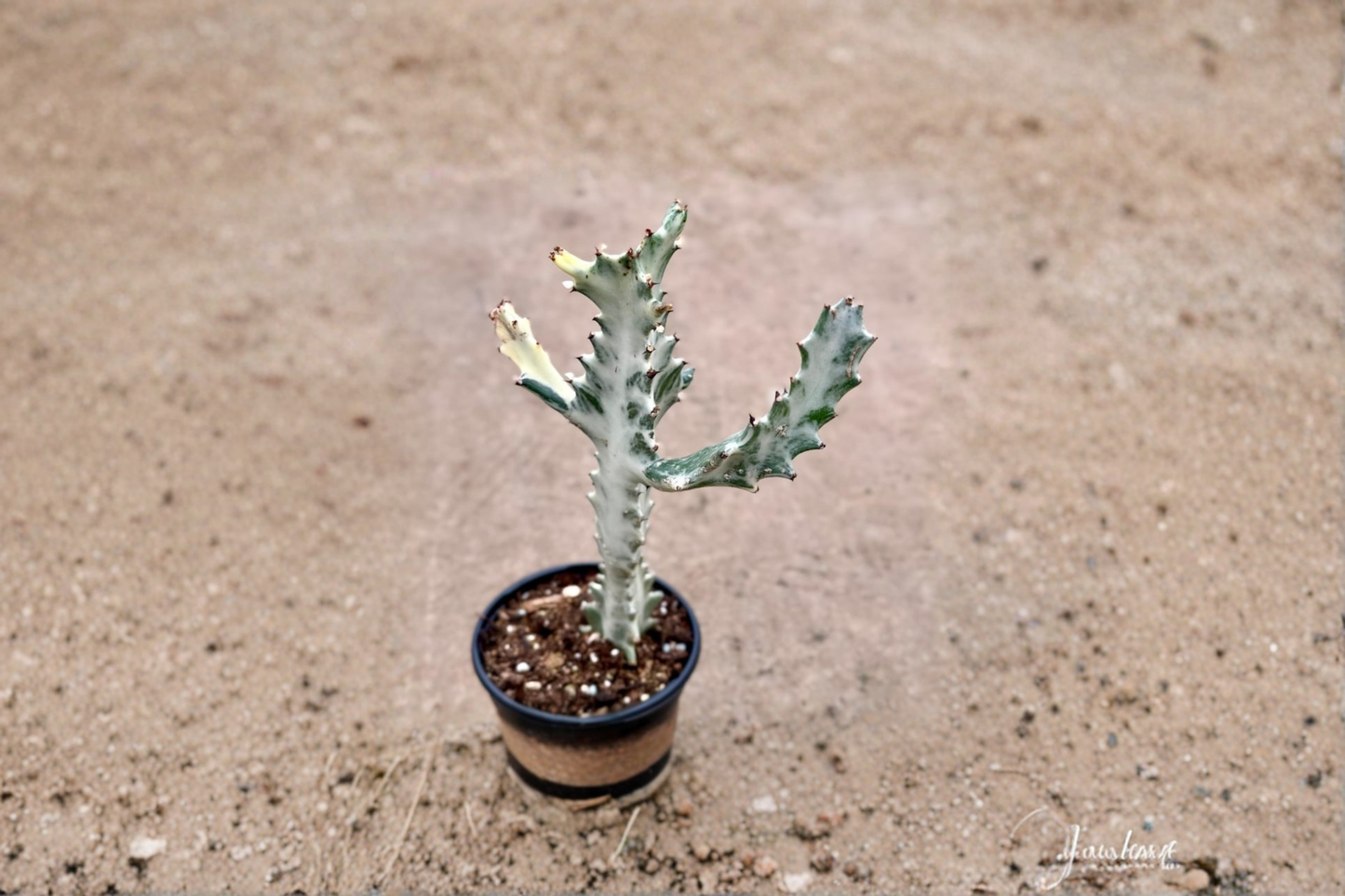 Variegated Trigona Ghost Succulent Plant - 4 Inch Pot, Euphorbia trigona variegata, Indoor Outdoor Houseplant, Decorative Succulent