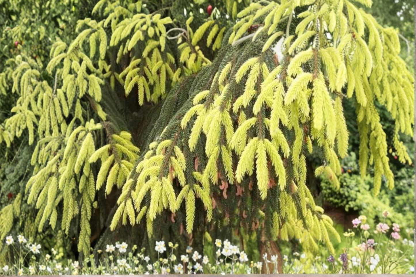 Live Oriental Spruce ‘Aureospicata’ 12” – Picea orientalis Golden New Growth in 1-Gallon Pot