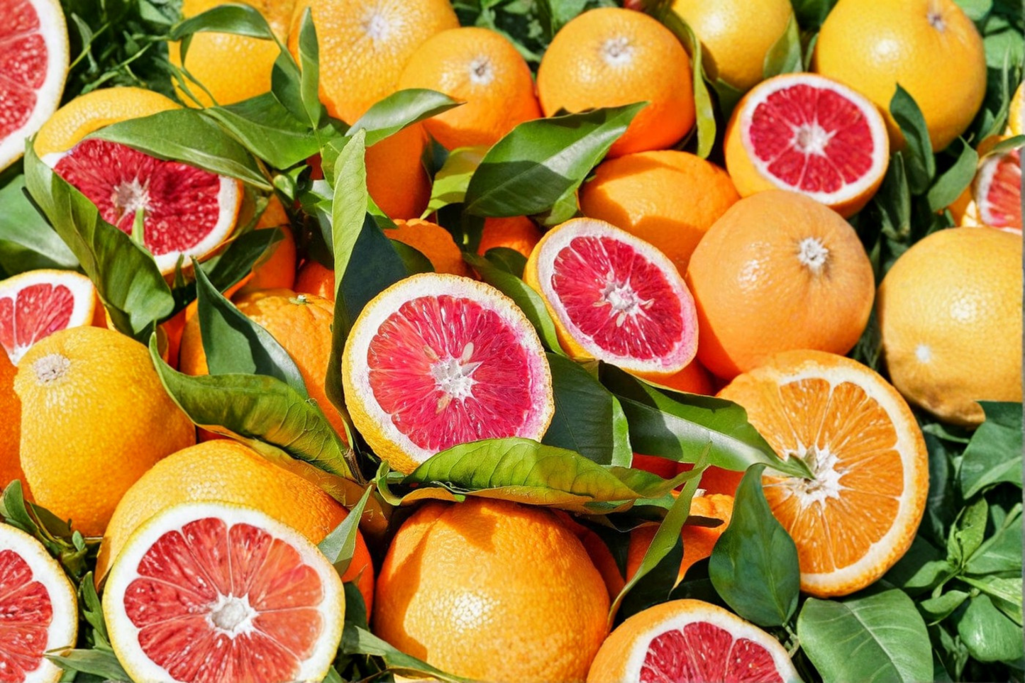 Moro Blood Orange Tree Live Plant 3 Gallon Citrus Fruit Tree Nearly Seedless, Evergreen, Full Sun, Citrus sinensis 'Moro'