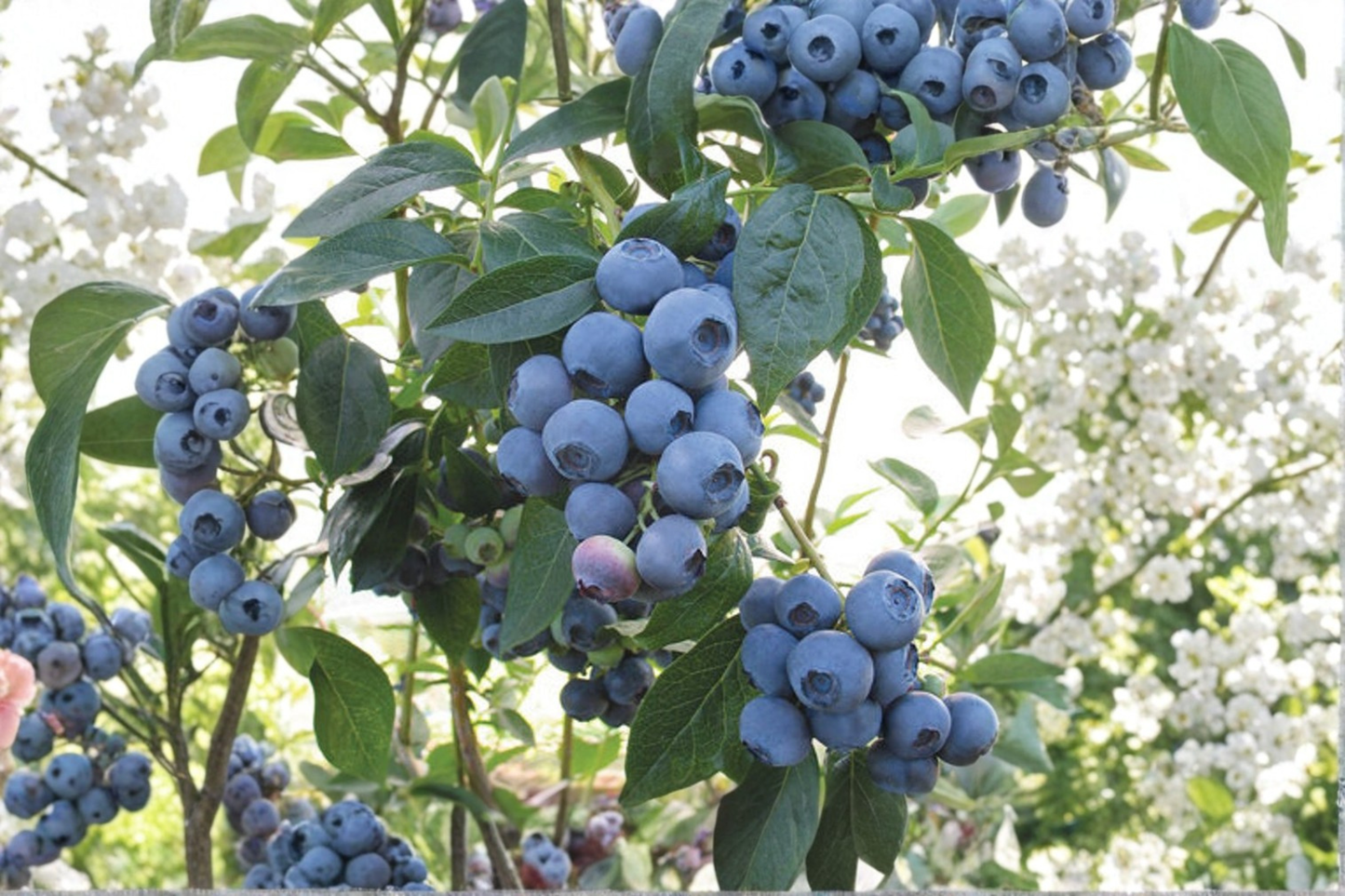 Blueberry Bush Live Plant 1 Gallon Vaccinium corymbosum Spartan Fruit Shrub for Garden & Container