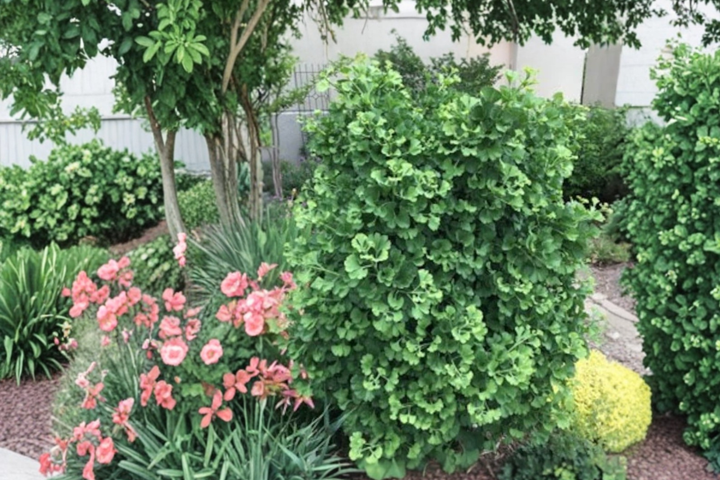 Dwarf Ginkgo â€˜Gnomeâ€™ Live Plant – Compact Ginkgo biloba Tree, 8 Inches Tall, Grafted Ornamental Tree for Small Gardens & Containers