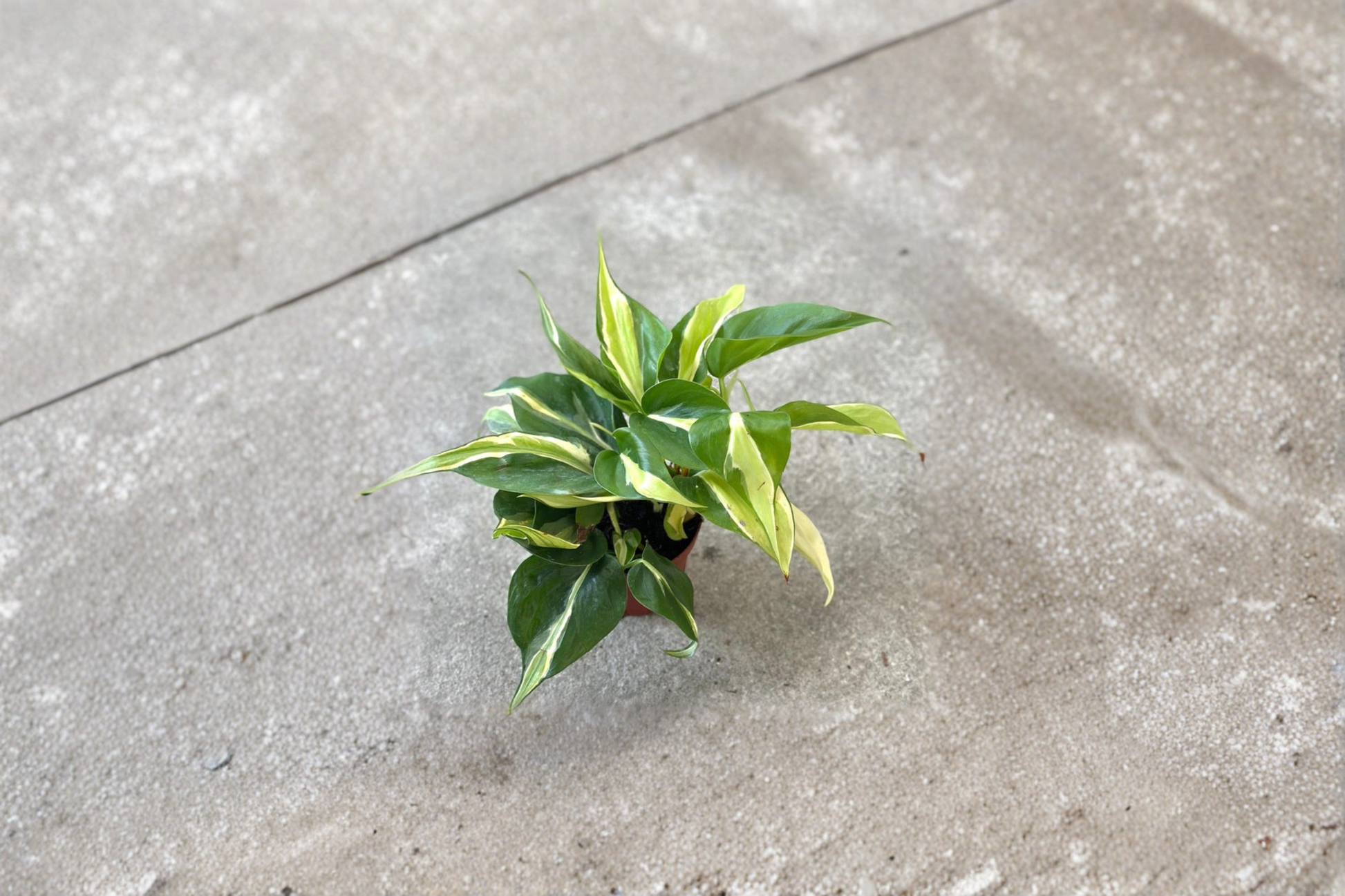 Philodendron Rio Live Plant Starter Cutting – Variegated Tropical Vine, Indoor Houseplant, Trailing Foliage, Philodendron hederaceum