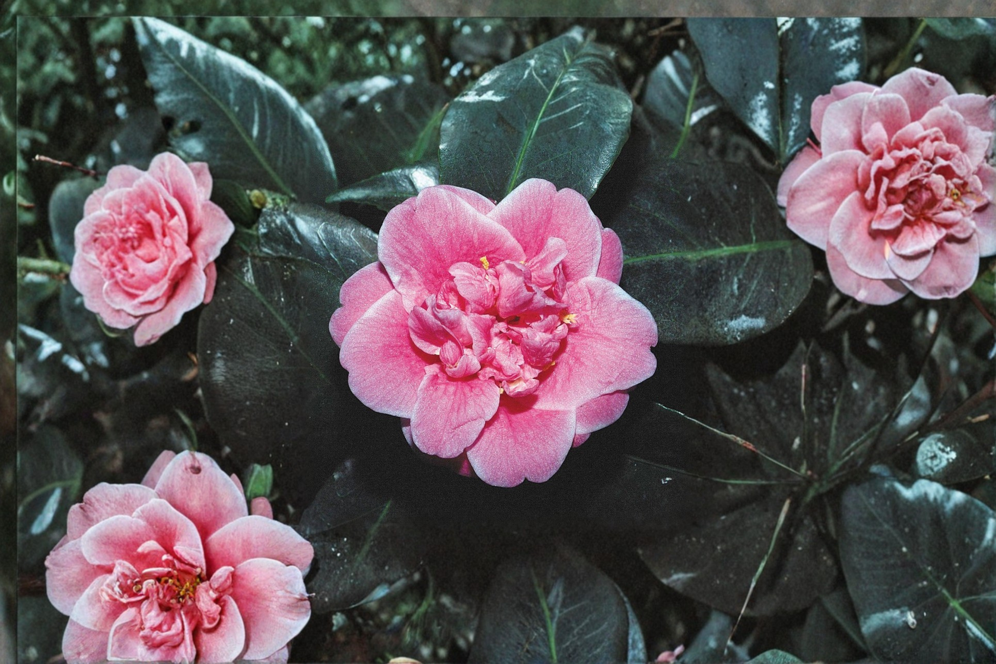 Japanese Camellia Tama Bambino 1 Gallon Live Plant – Pink Compact Evergreen Shrub for Garden & Shade