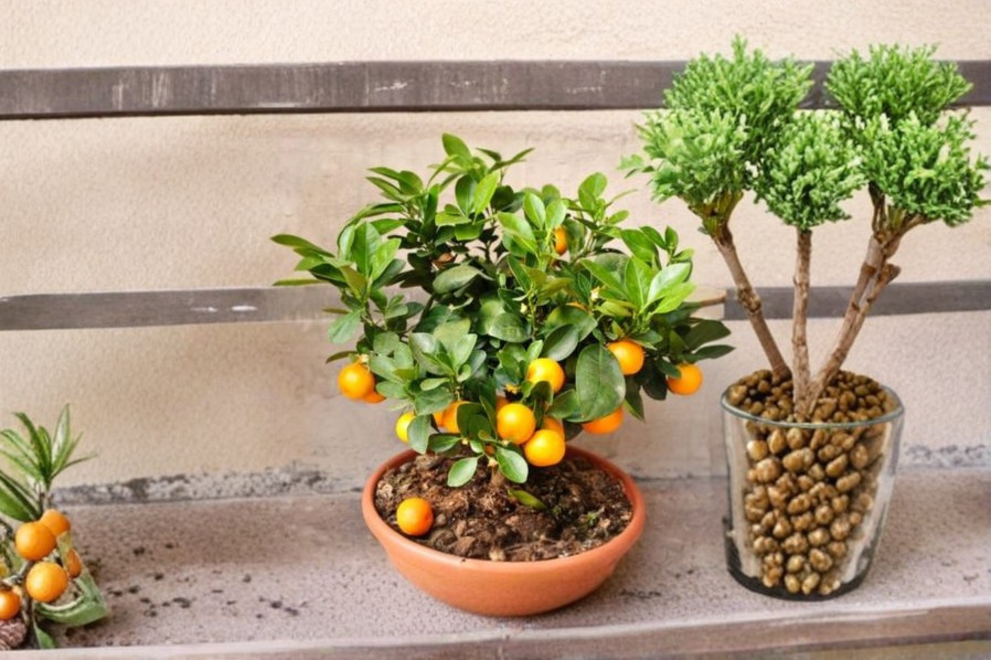 Owari Satsuma Mandarin Tree Live Plant 3 Gallon Citrus Fruit Tree Easy Peel Edible Landscape