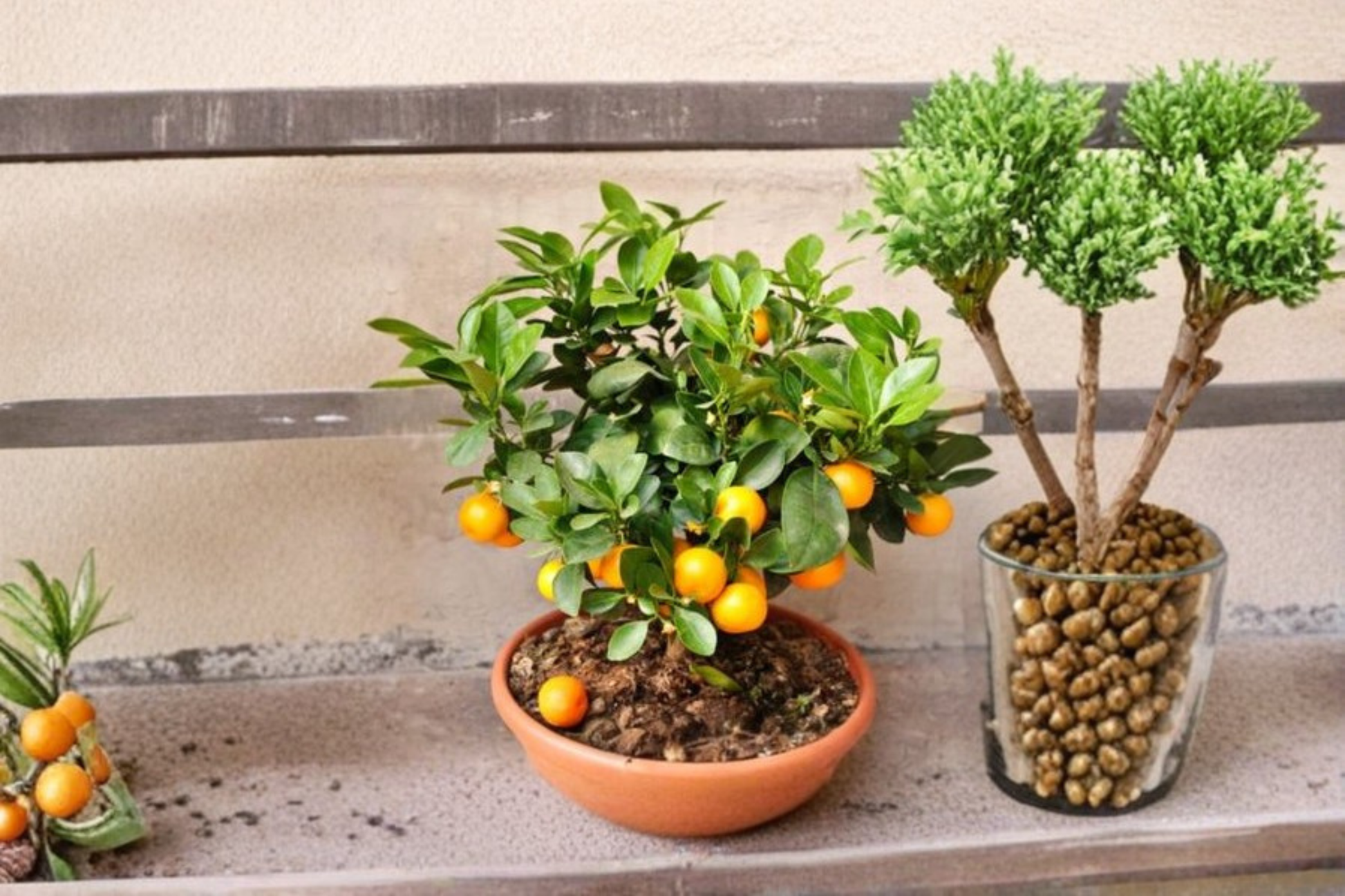 Owari Satsuma Mandarin Tree Live Plant 3 Gallon Citrus Fruit Tree Easy Peel Edible Landscape