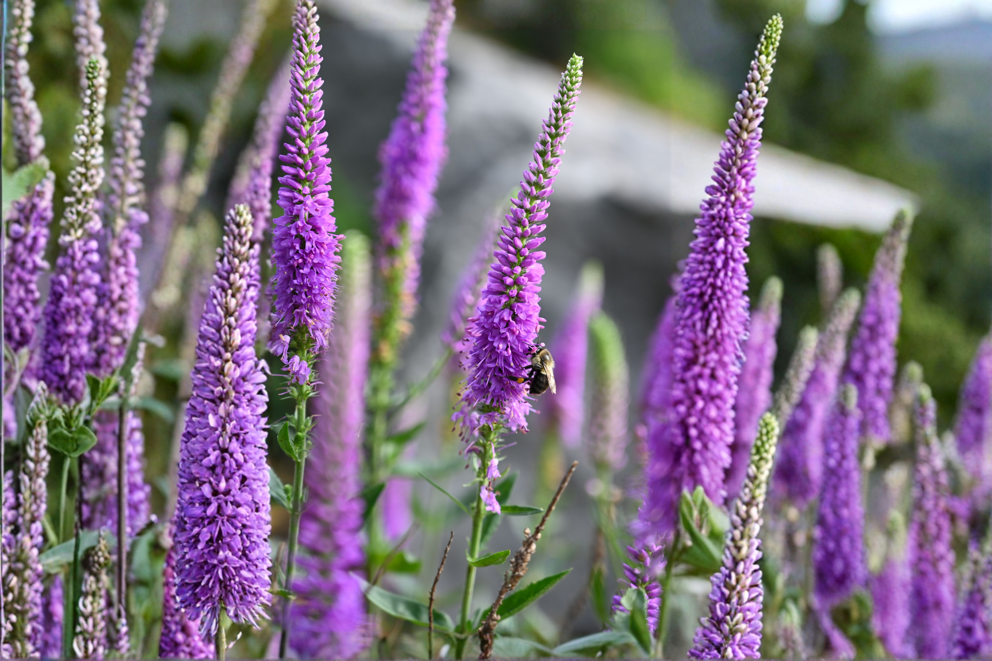 Liatris 'Floristan Violet' Live Perennial Plugs – 4 Pack – Liatris spicata
