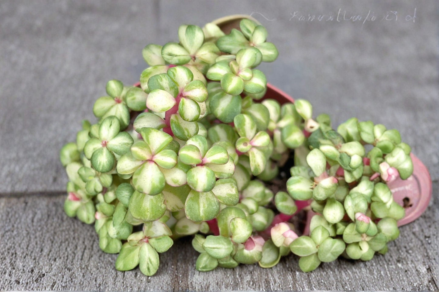 Variegated Elephant Bush Live Plant | 4 Inch Pot | Portulacaria Afra Succulent | Pet Safe Indoor Outdoor Houseplant
