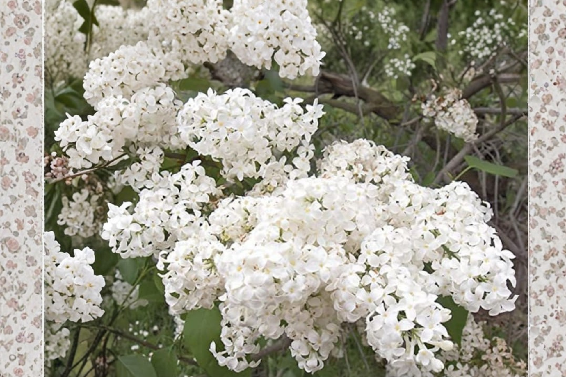Betsy Ross Lilac Live Plant 1 Gallon Syringa × oblata Fragrant White Flowering Shrub Garden Plant