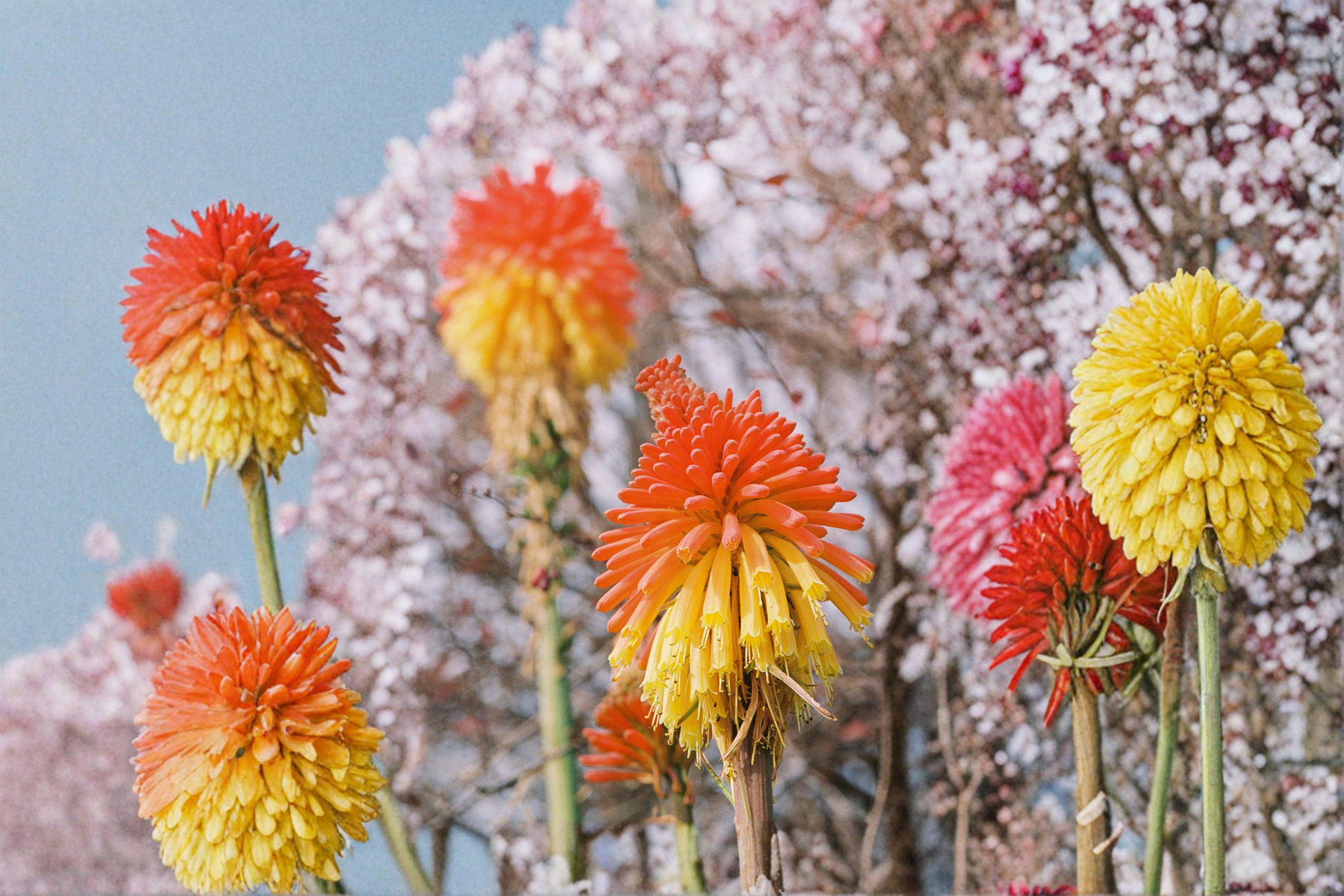 Solar Flare Red Hot Poker Live Plants – 3 Rooted Perennial Starters in 1 Qt Pots, Kniphofia, Summer Blooming, Full Sun