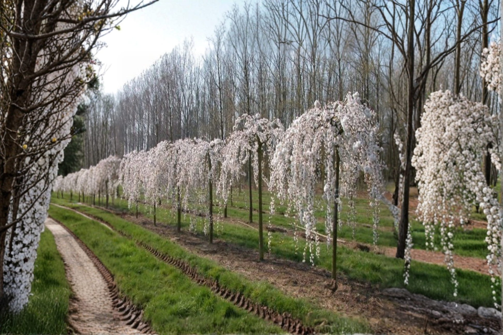 Snow Fountain Weeping Cherry Seeds - Rare White Flowering Ornamental Tree Prunus spp. for Garden Landscaping