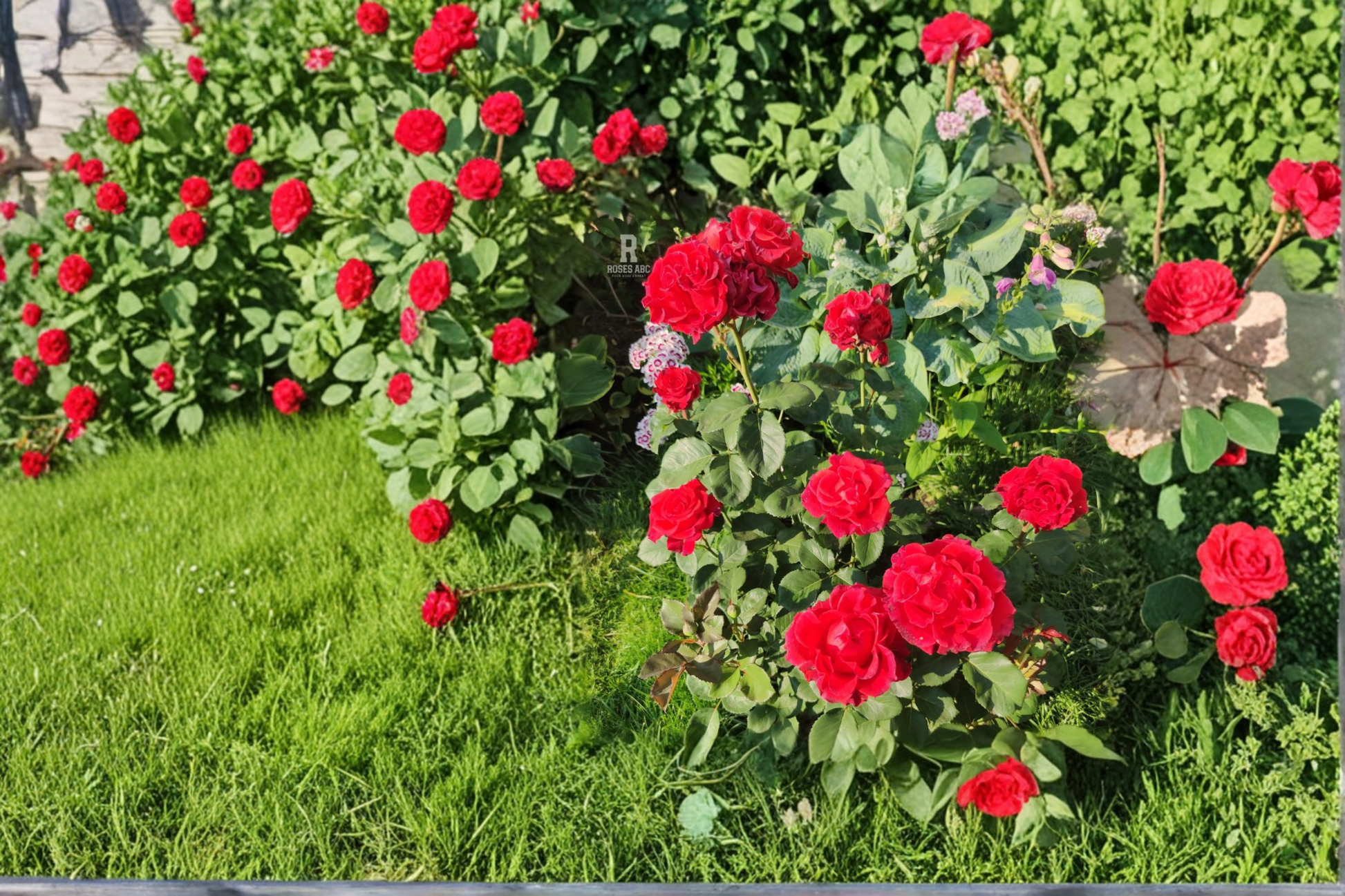 Hybrid Tea Rose Plant 5 Gal Live Bush Red Blooming Rose for Garden Landscape Outdoor Flowering Shrub