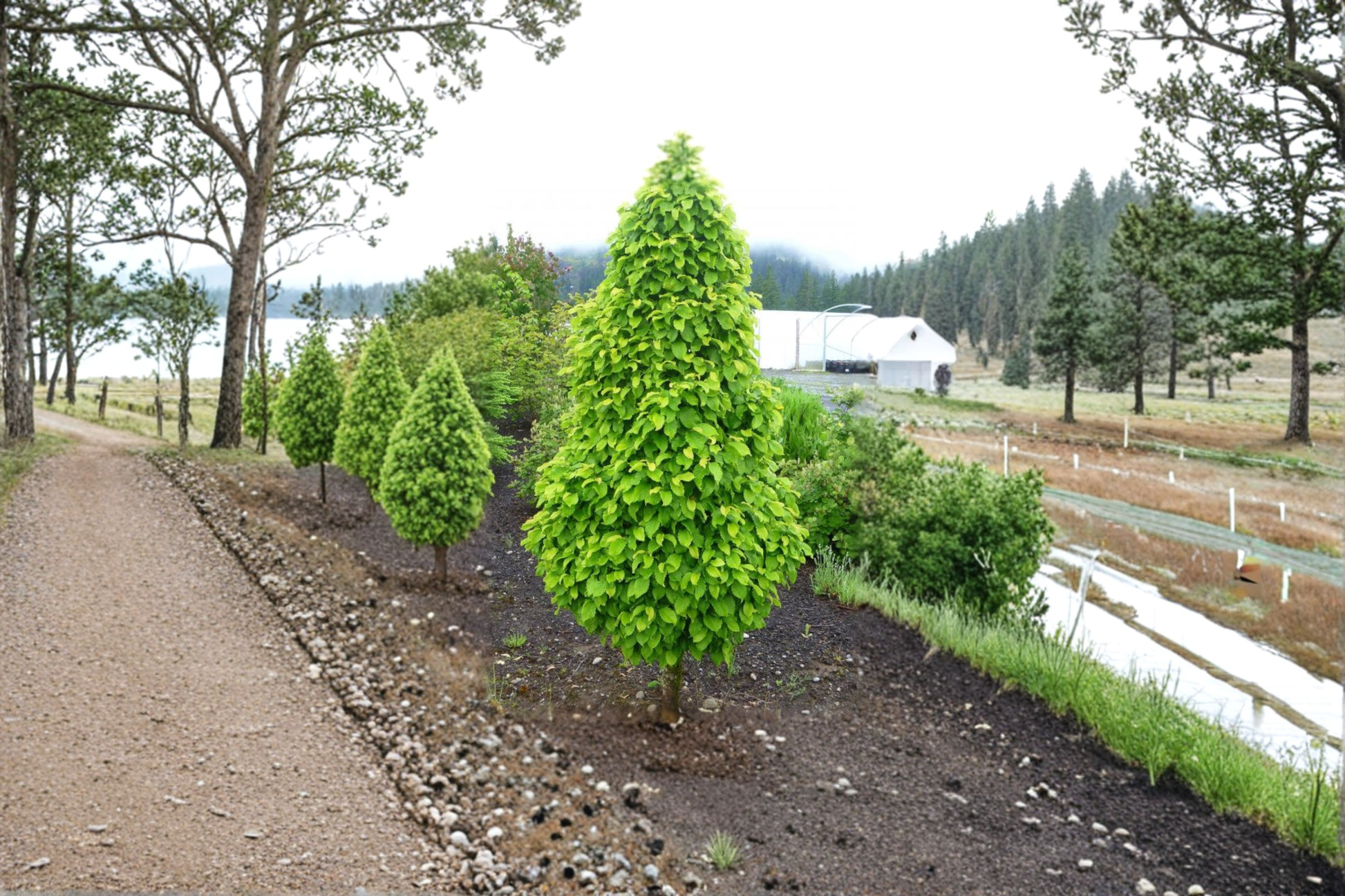 Dwarf Columnar Hornbeam Live Plant – Carpinus betulus ‘Columnaris Nana’ 2 Gallon Compact Tree for Small Gardens