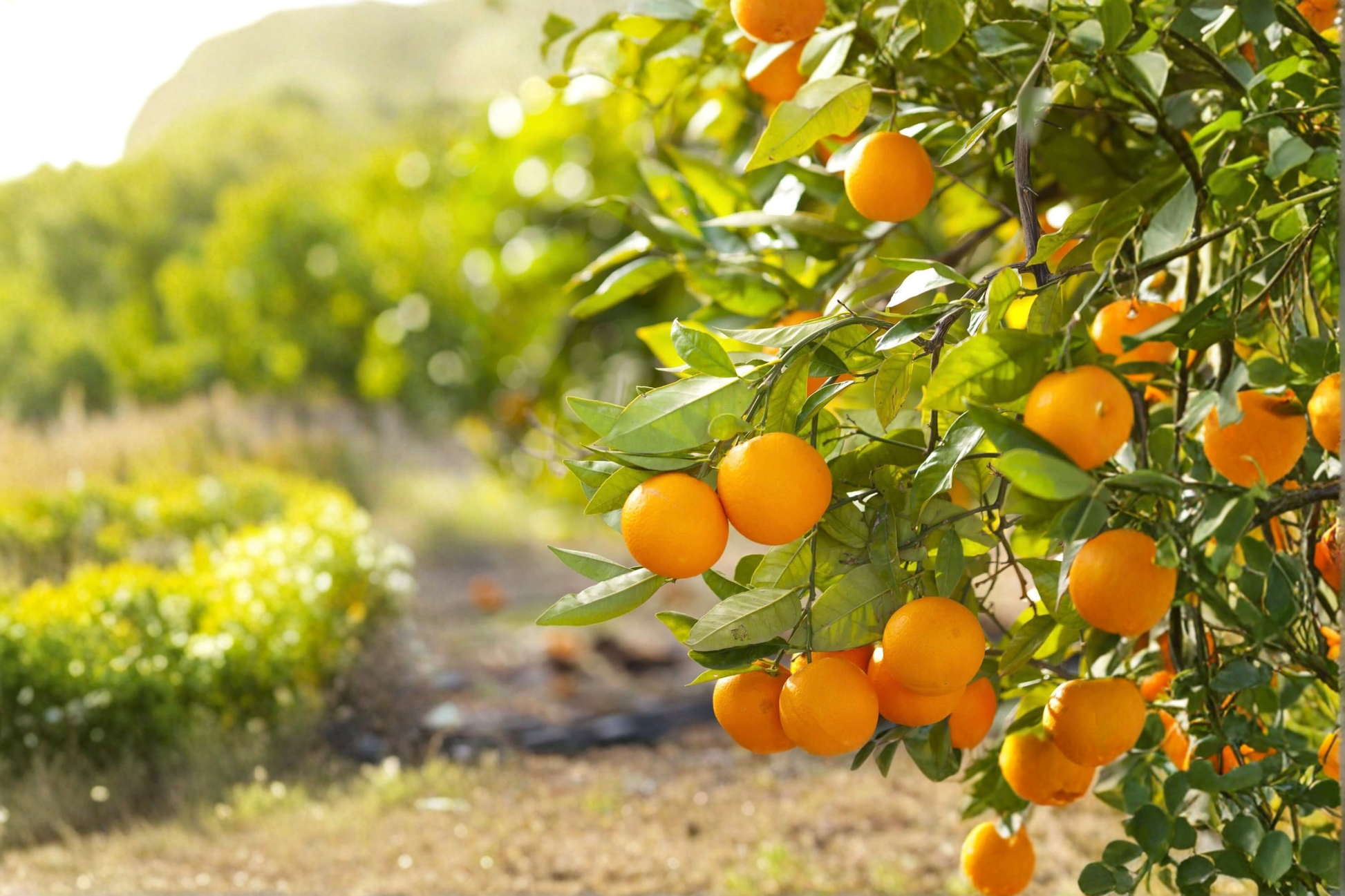 Grafted Valencia Orange Tree – 3 Gallon Citrus Fruit Tree for Patio, Garden, Container Growing, Evergreen, Citrus Sinensis