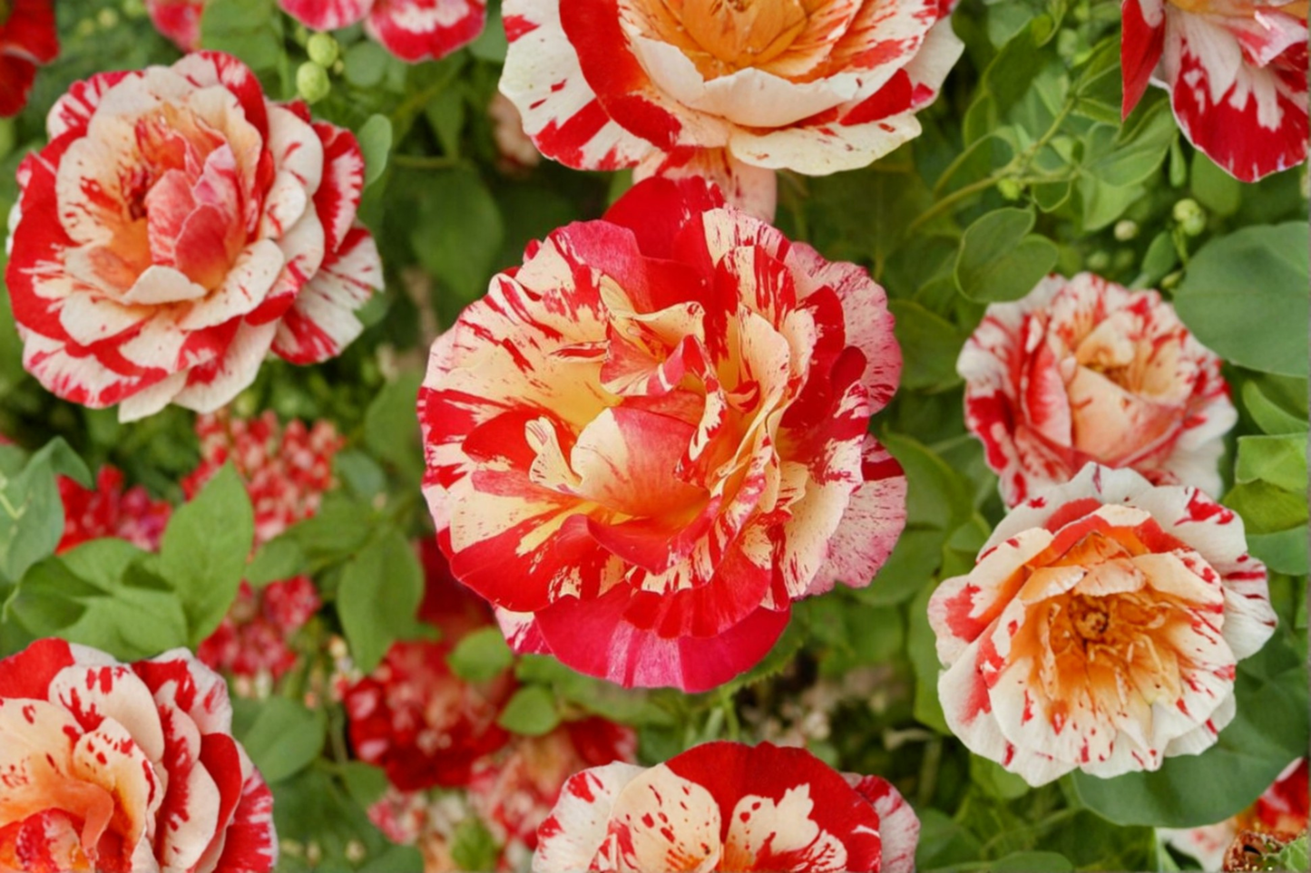 Gipsy Lantern Rose Seeds 3 Pack – Fragrant Ornamental Flower Plant for Indoor Outdoor Garden Growing Rosa spp.