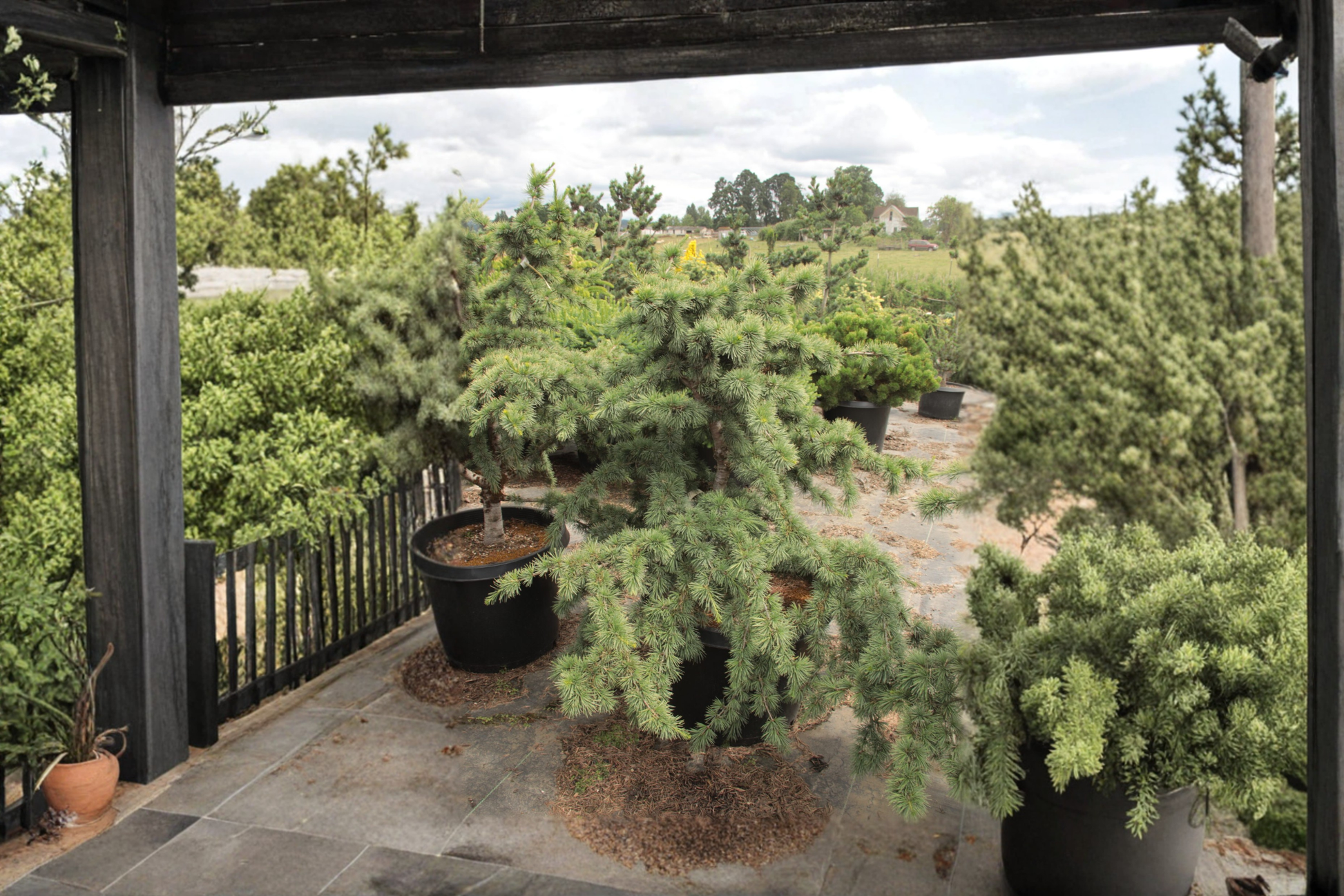 Atlas Cedar ‘Liliput’ Live Plant – Dwarf Evergreen Conifer in 1 Gallon Pot, Cedrus atlantica, Compact, Blue-Green Foliage