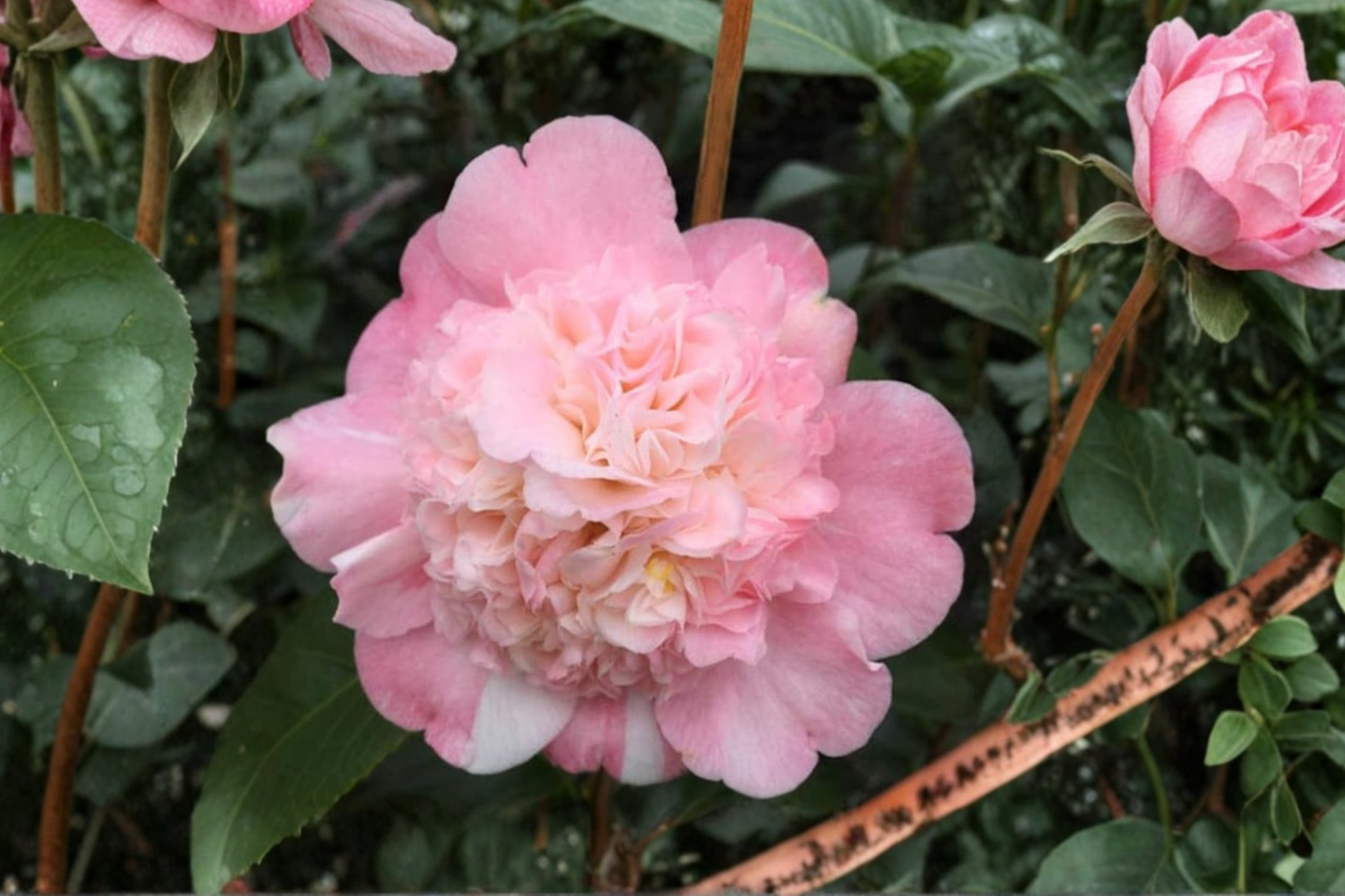 Live Camellia japonica 'Look Again' 3 Gallon Pink Variegated Flower Evergreen Shrub for Shade Gardens