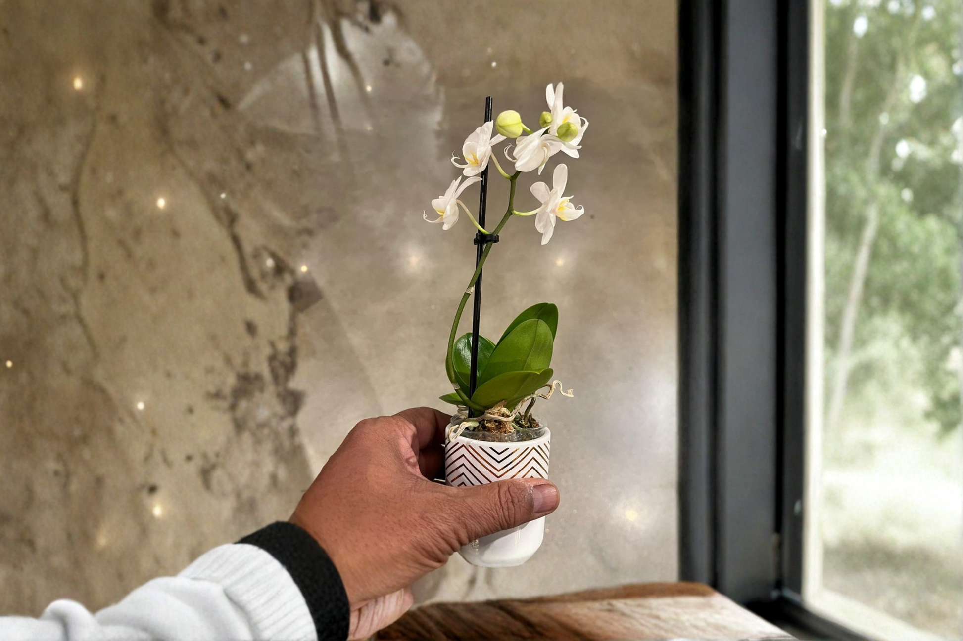 White Mini Orchid Live Plant in 3-Inch Ceramic Pot, Phalaenopsis Flowering Houseplant for Indoor Decor
