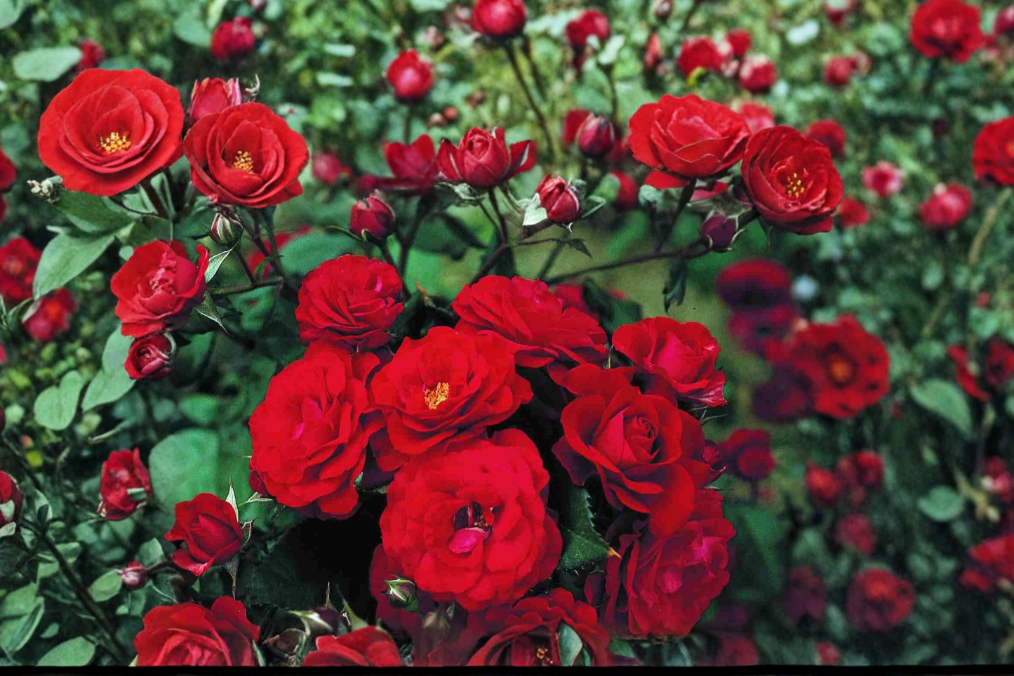 Hybrid Tea Rose Bush 3 Gal Live Plant – Deep Red Blooms, Rosa hybrid, Garden Landscape, Outdoor Flowering Shrub
