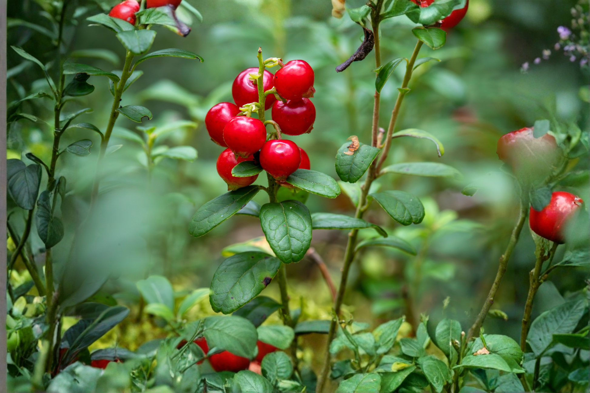 Lingonberry 5 Live Plant Rhizomes – Vaccinium vitis-idaea Bare Root for Planting