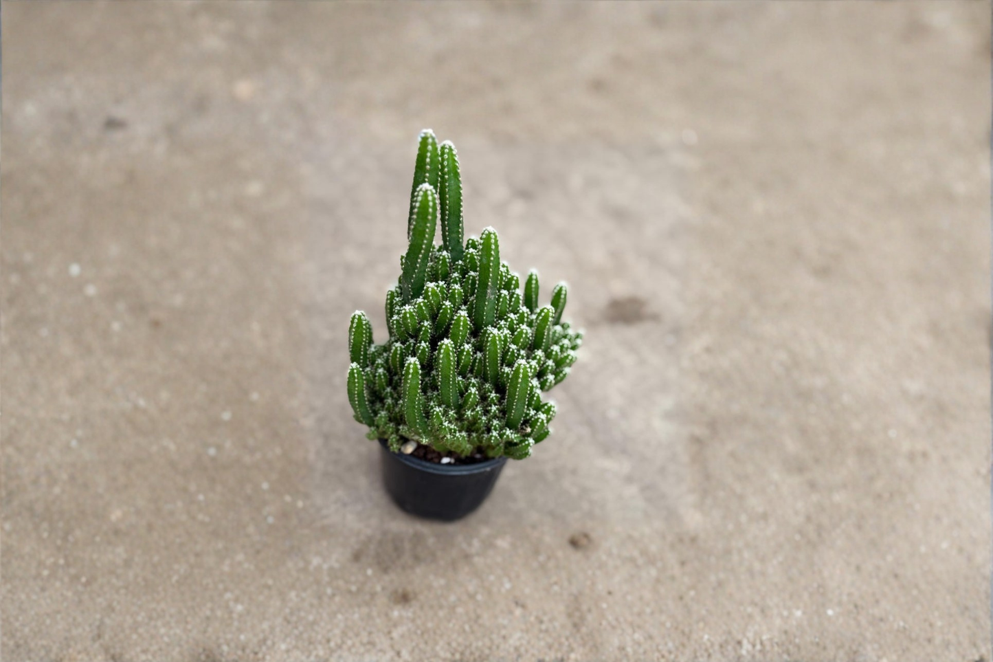Fairy Castle Cactus Live Plant – Mini Succulent Indoor Cactus, Acanthocereus tetragonus, Easy Care Houseplant for Office & Home Decor