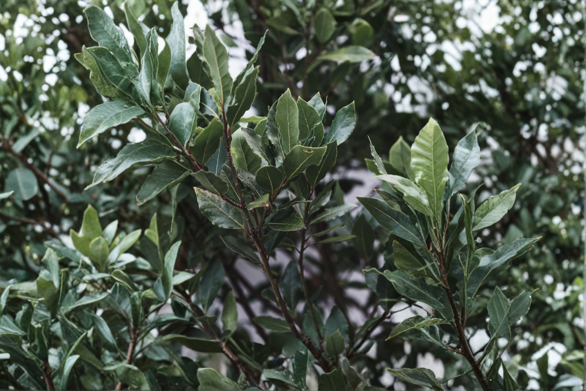 Bay Leaf Tree Live Plant 2-4 Inch - Laurus nobilis Bay Laurel Starter