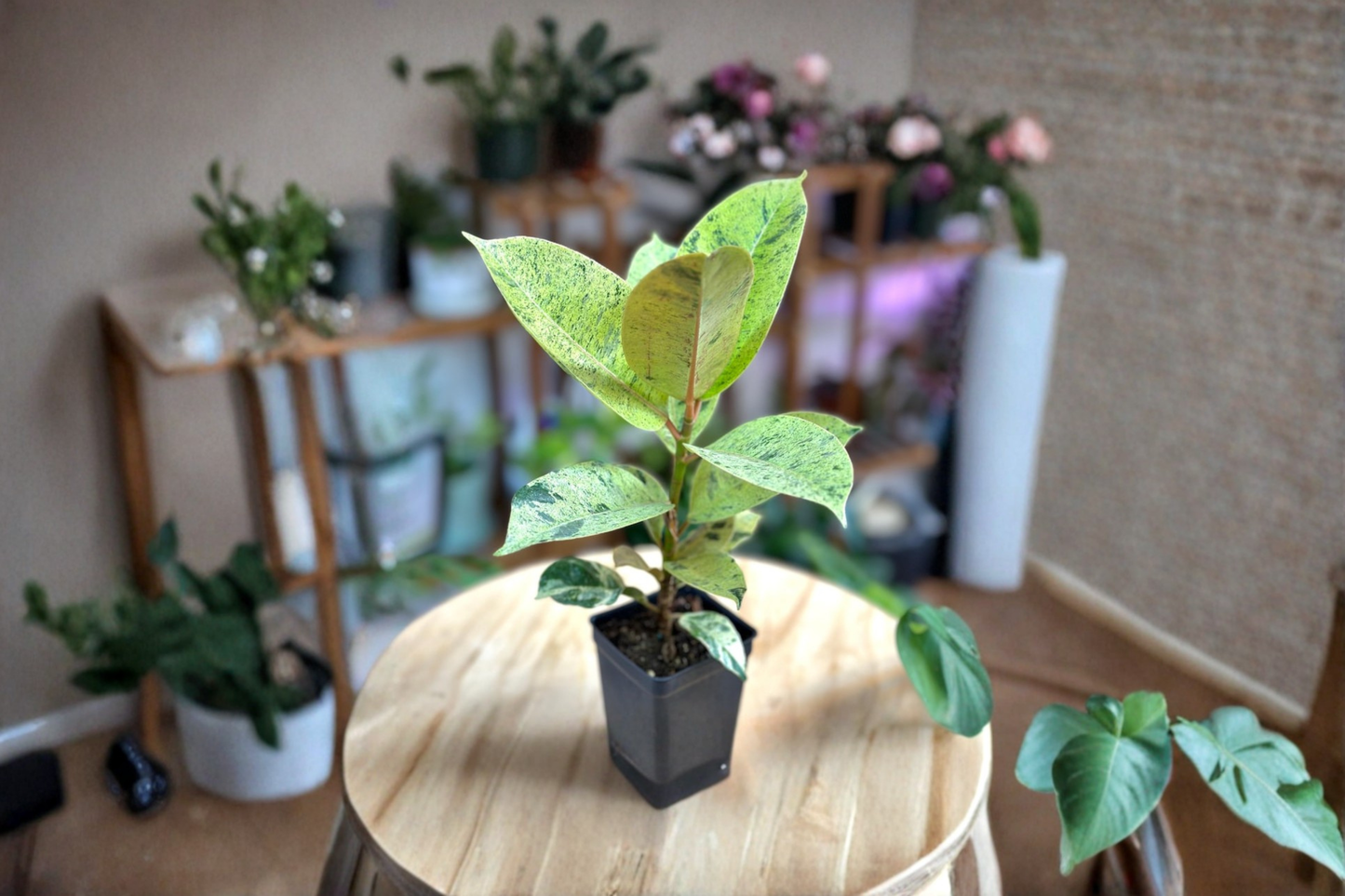 Ficus Shivereana Moonshine Live Plant, Variegated Rubber Plant, Indoor Houseplant, Starter Cutting, Tropical Ficus elastica