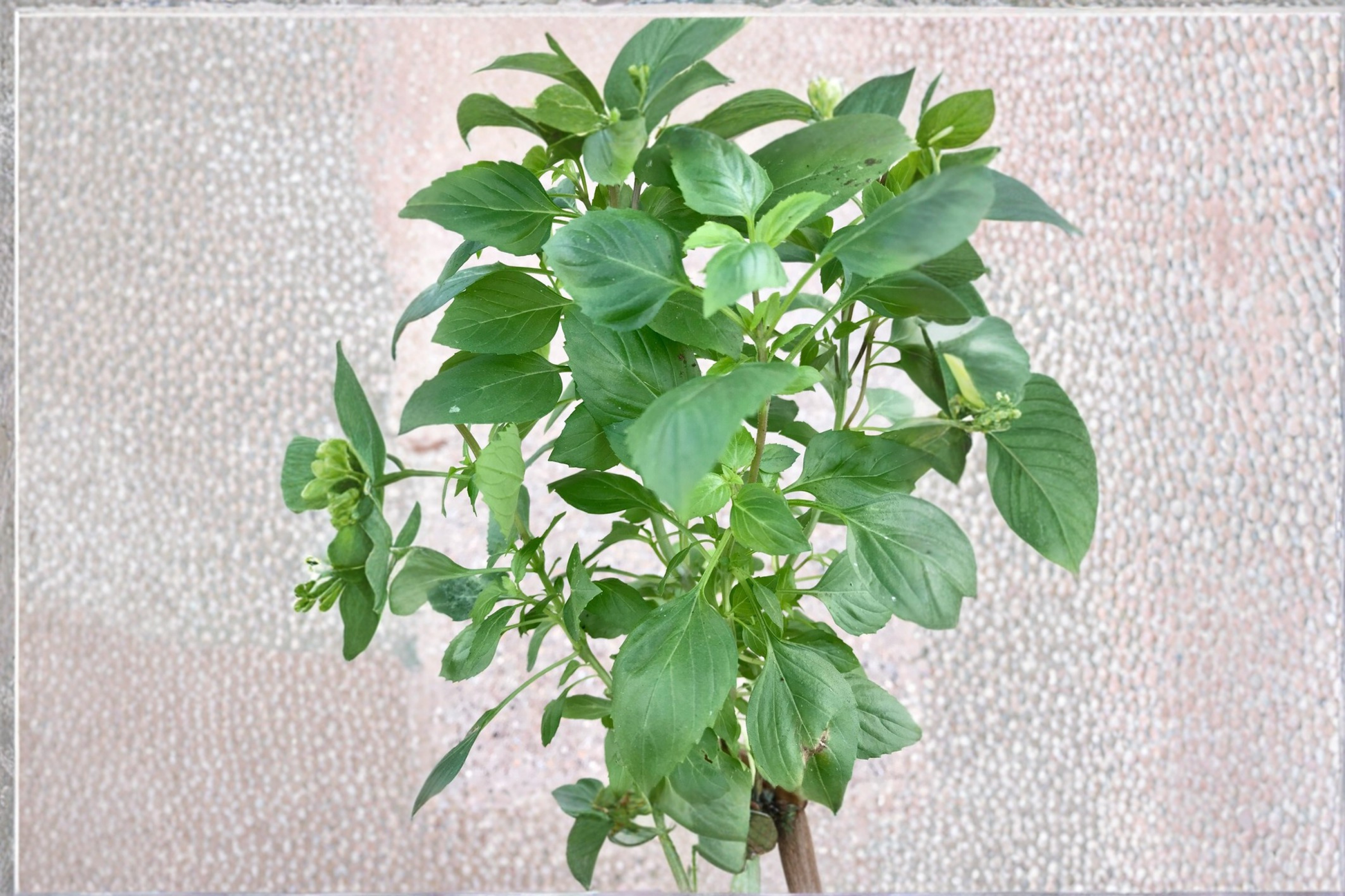 Organic Greek Columnar Basil Live Herb Plant – 9-12 Inches, Upright, GMO-Free, Ocimum basilicum