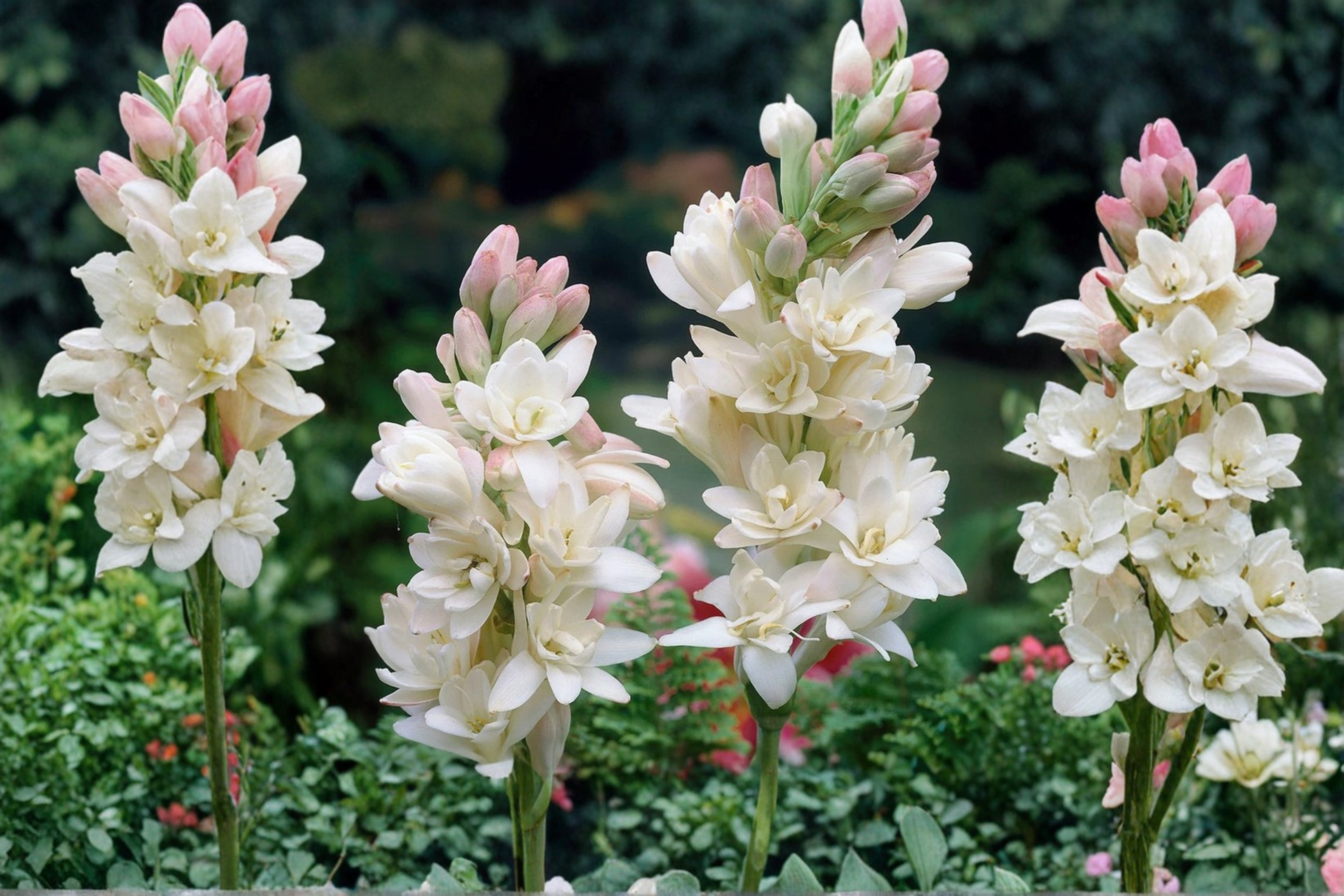 Double Bloom Tuberose Bulbs, White Fragrant Flowers, Polianthes Tuberosa, Garden, Container Planting, 3 Medium Bulbs
