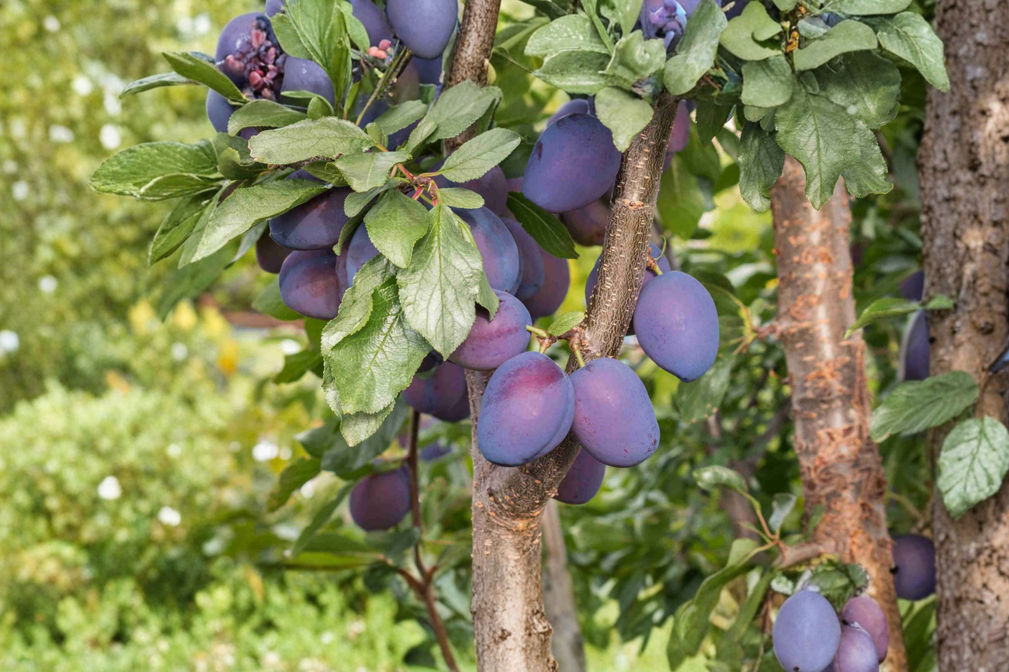 Santa Rosa Plum Tree – 4-6 Ft Live Plant, Red Fruit, Prunus salicina, Backyard Orchard, Full Sun