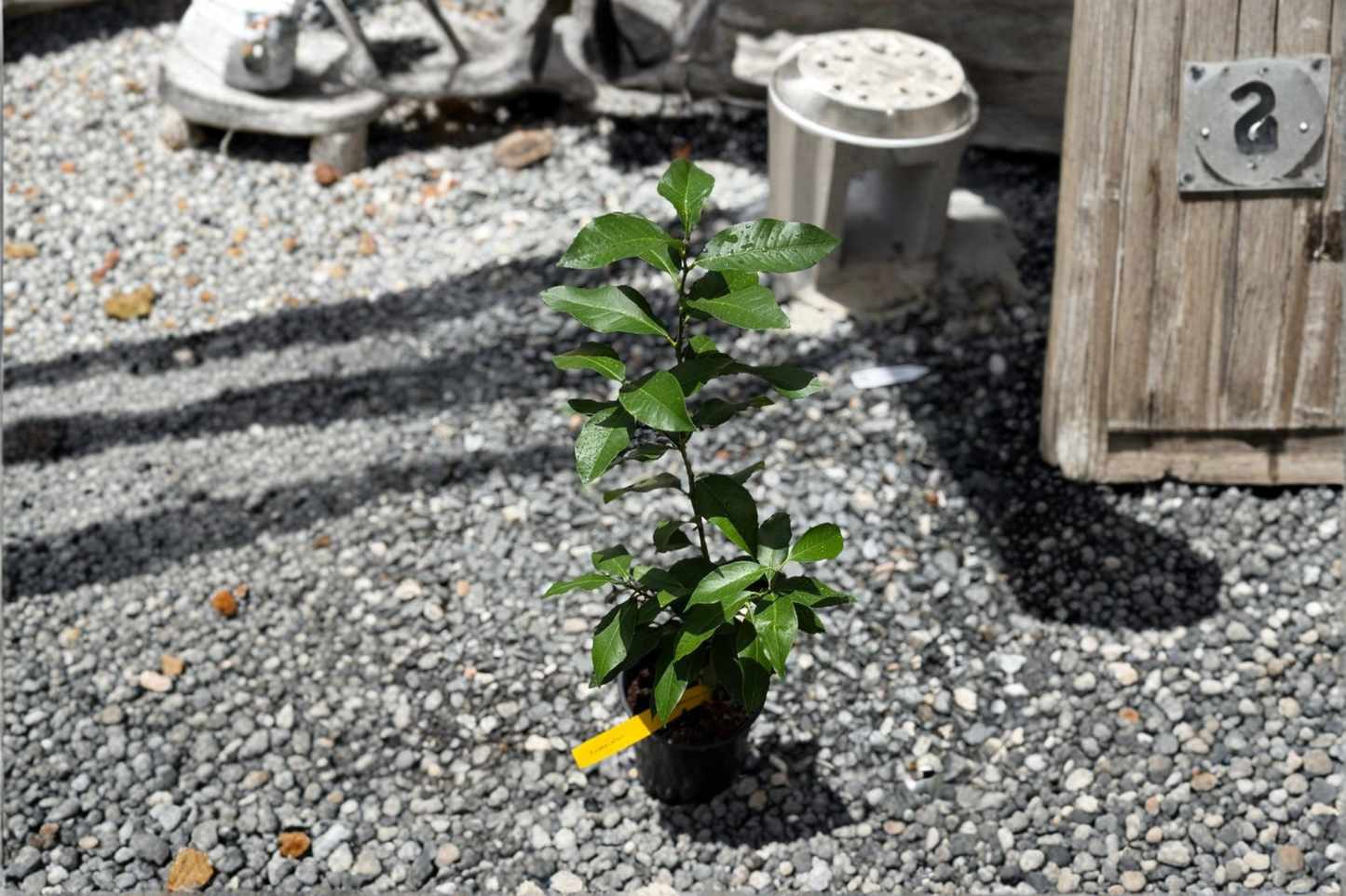 Persian Lime Tree Live Plant, Citrus × latifolia Starter Cutting, Container Garden, Edible Fruit, Patio Decor