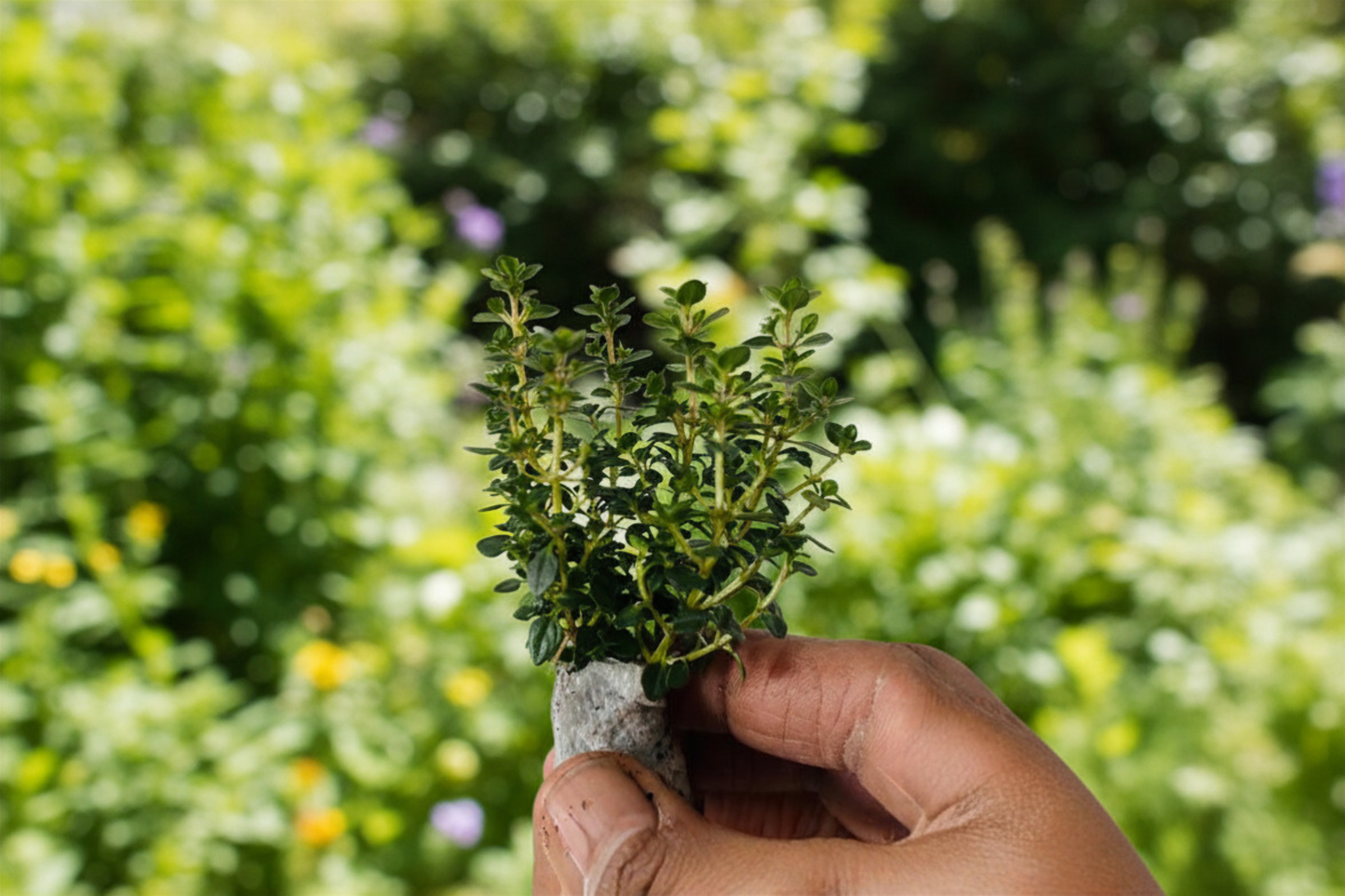 German Thyme Live Plant, Perennial Herb, Thymus vulgaris, 5-7 Inches Tall, Herb Garden, Container, Full Sun