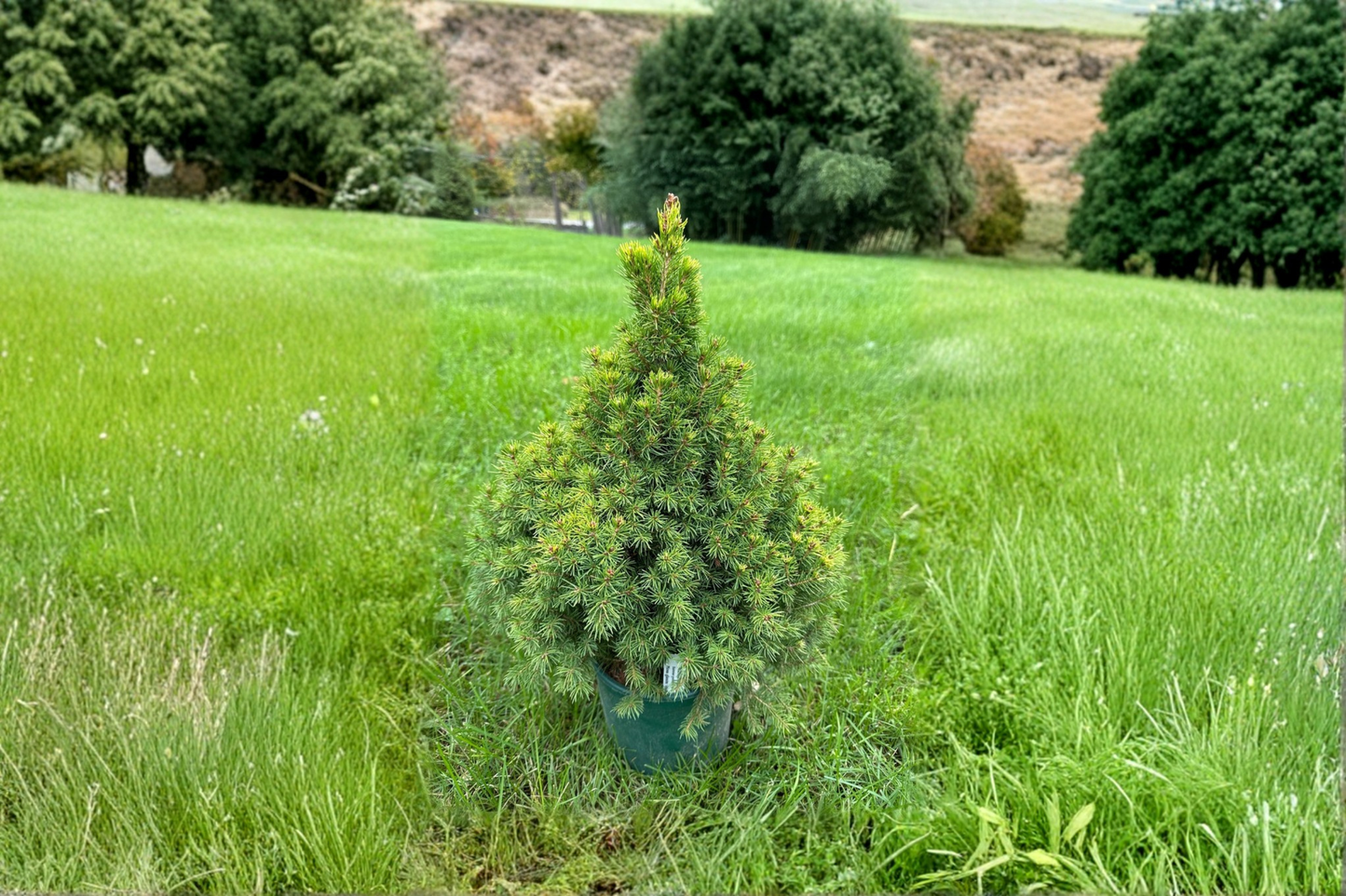 Summer Gold Spruce Live Plant 12" Picea glauca 'Summer Gold' Evergreen Conifer in 1 Gallon Pot