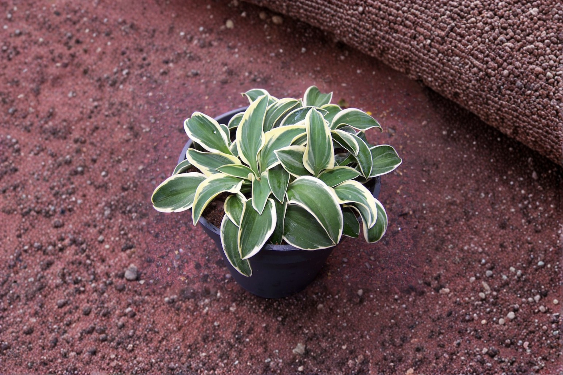 Hosta Funny Mouse Starter Plant 4-Inch Pot, Mini Blue Green Shade Perennial, Compact Foliage, Garden Plant, Hosta â€˜Funny Mouseâ€™